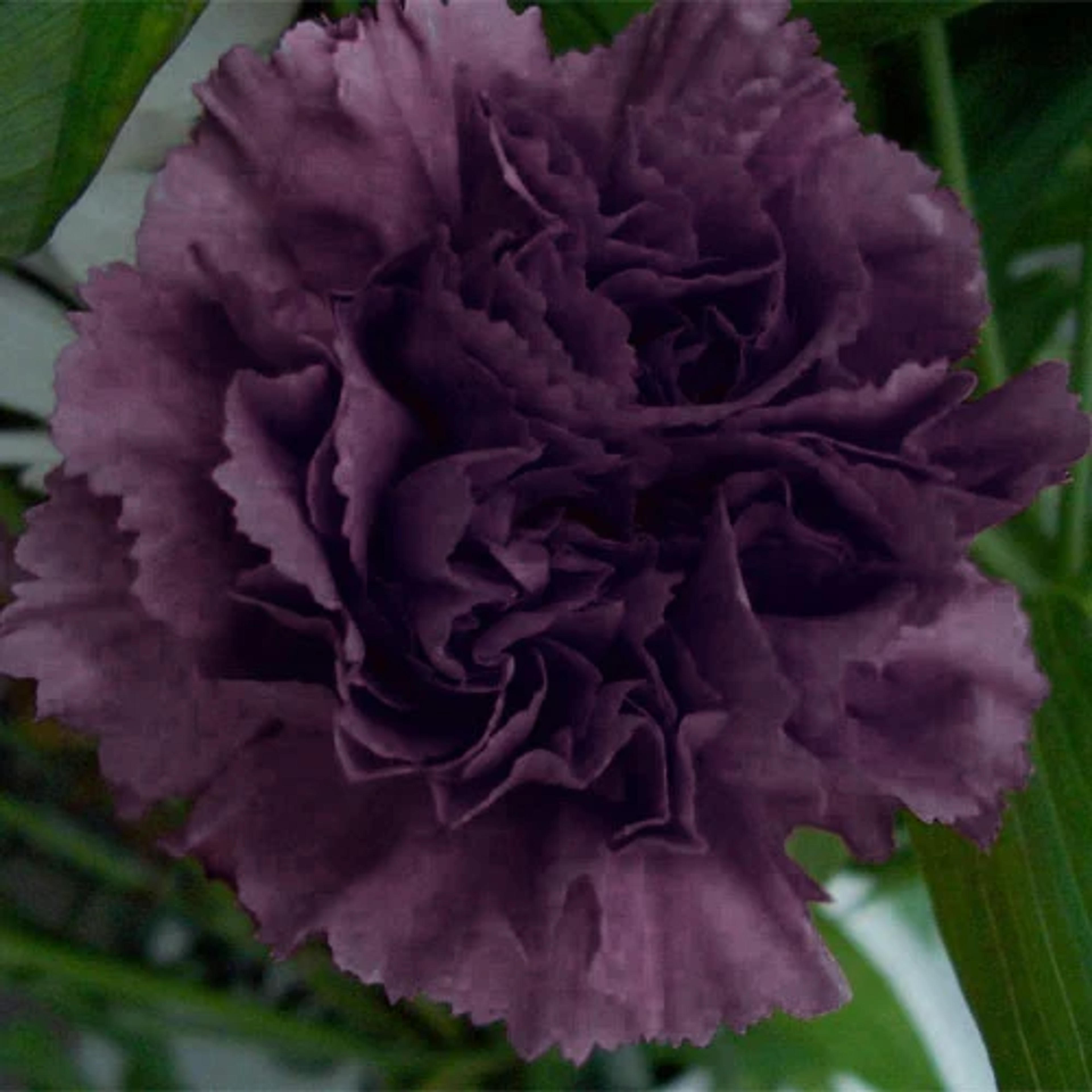 Carnation Seeds - Grenadin King of Blacks | Flower Seeds in Packets & Bulk | Eden Brothers