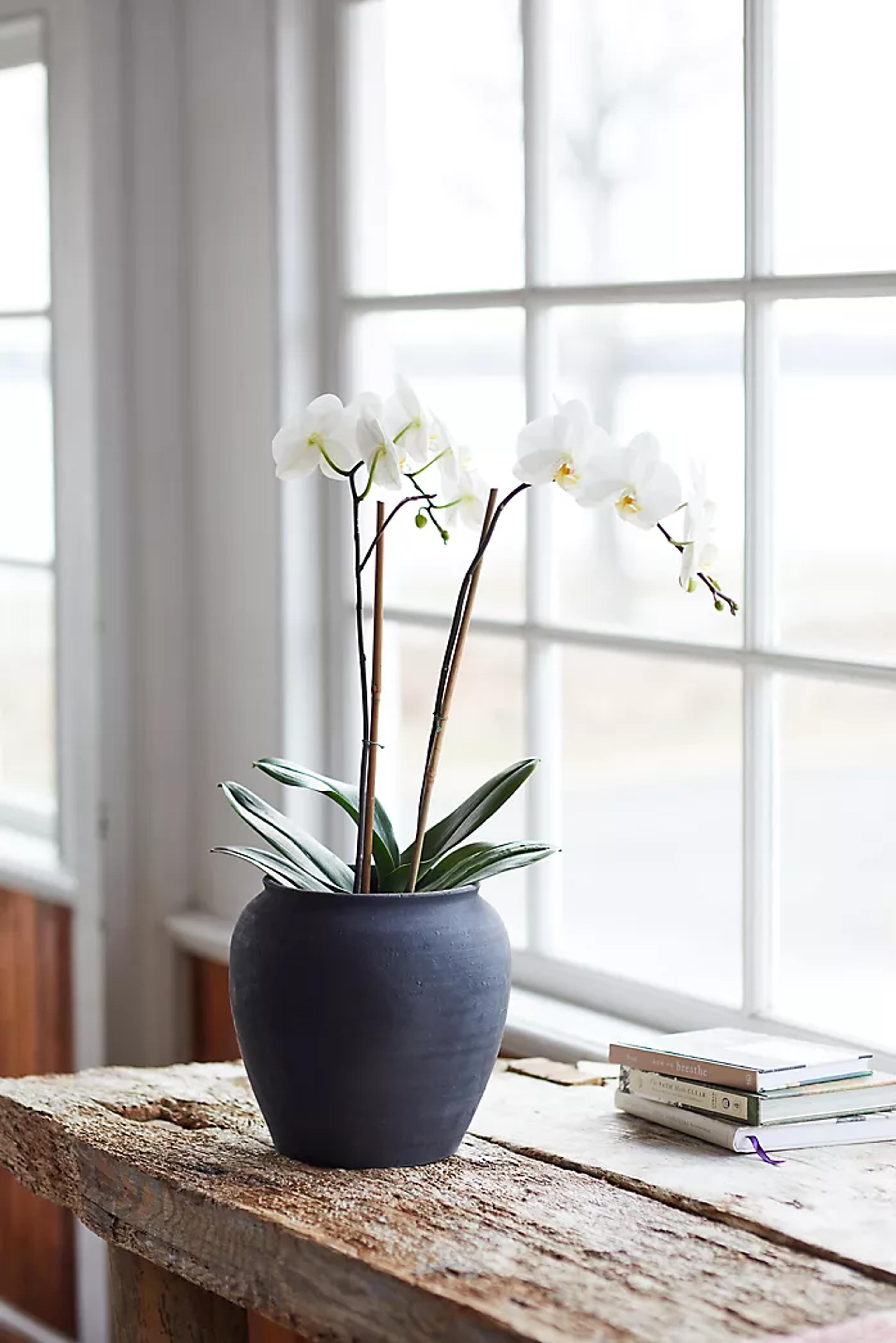 Charcoal Ceramic Rounded Planter