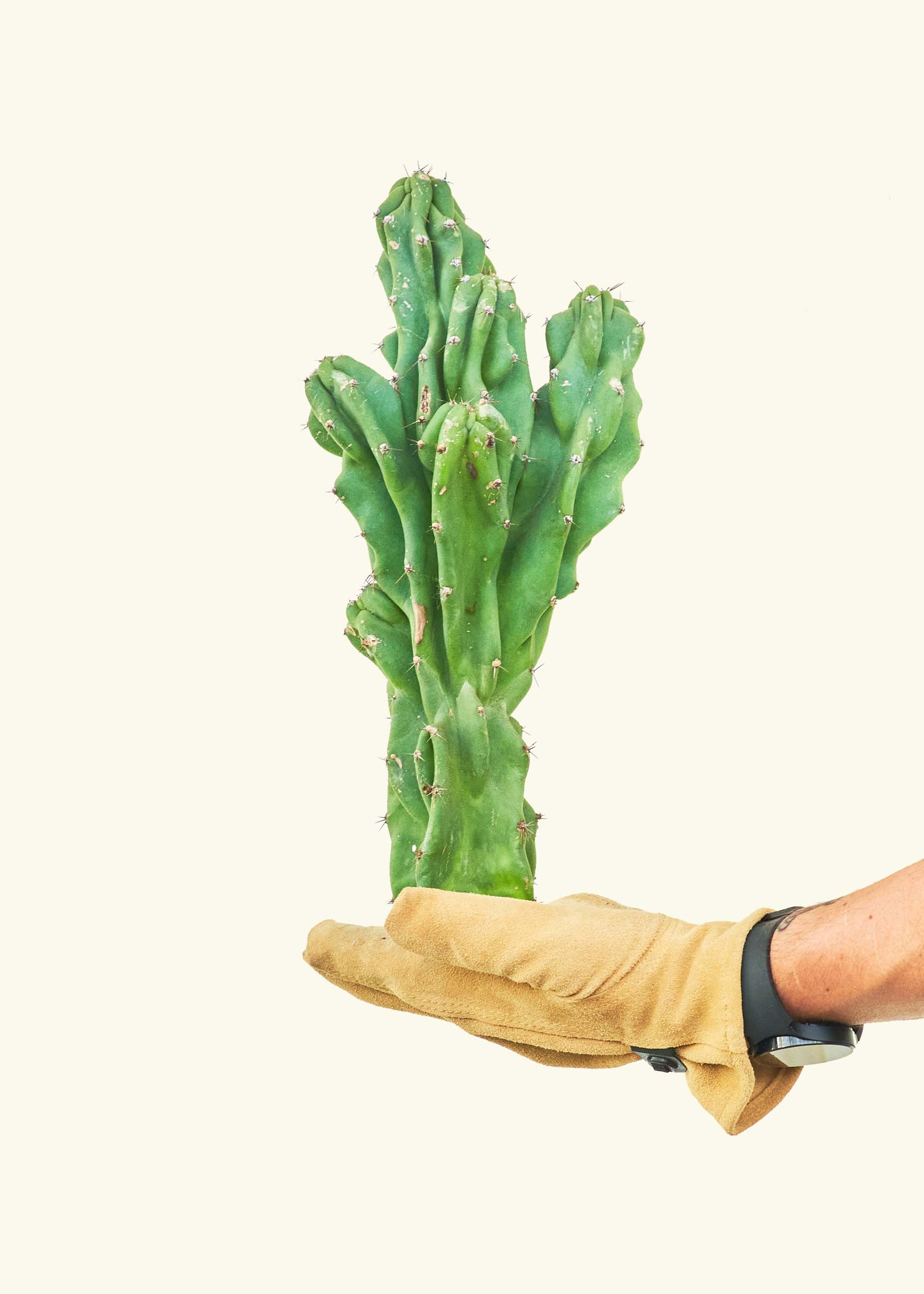 Monstrose Cactus - 1.5FT