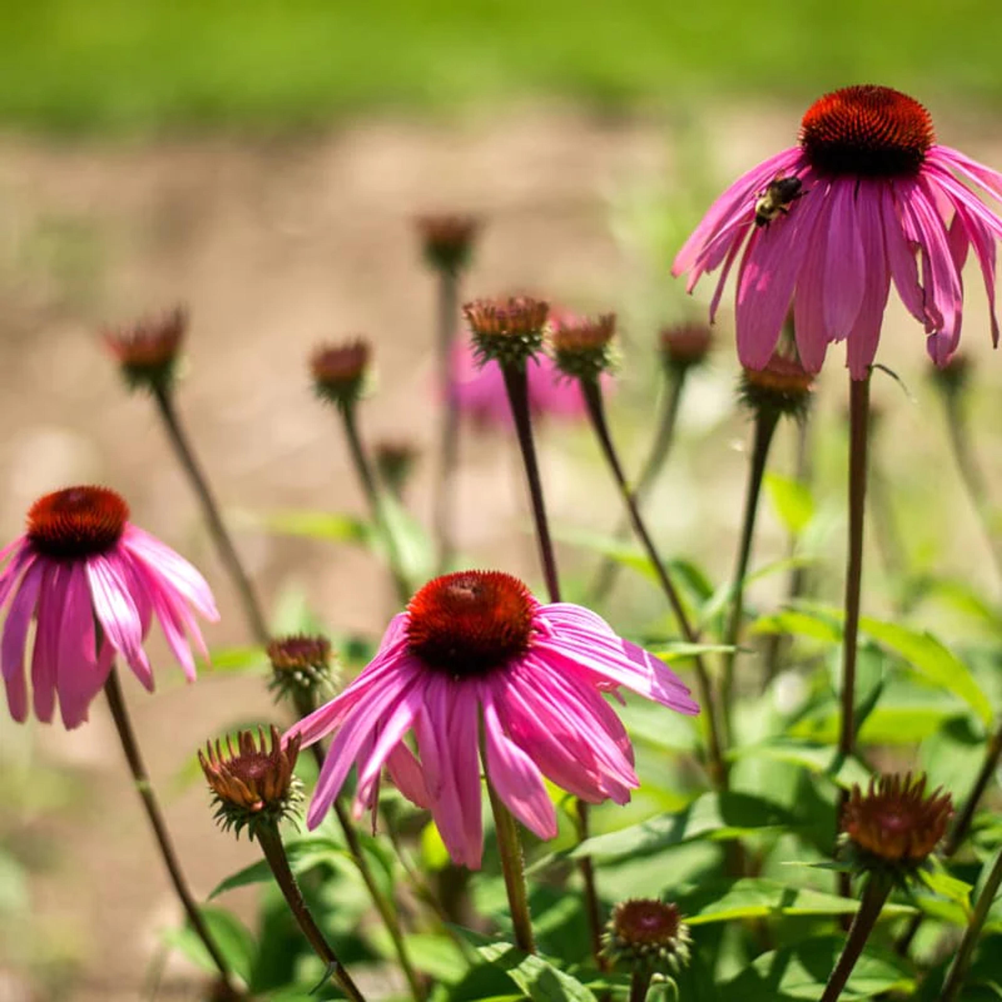 Narrow Leaf Echinacea