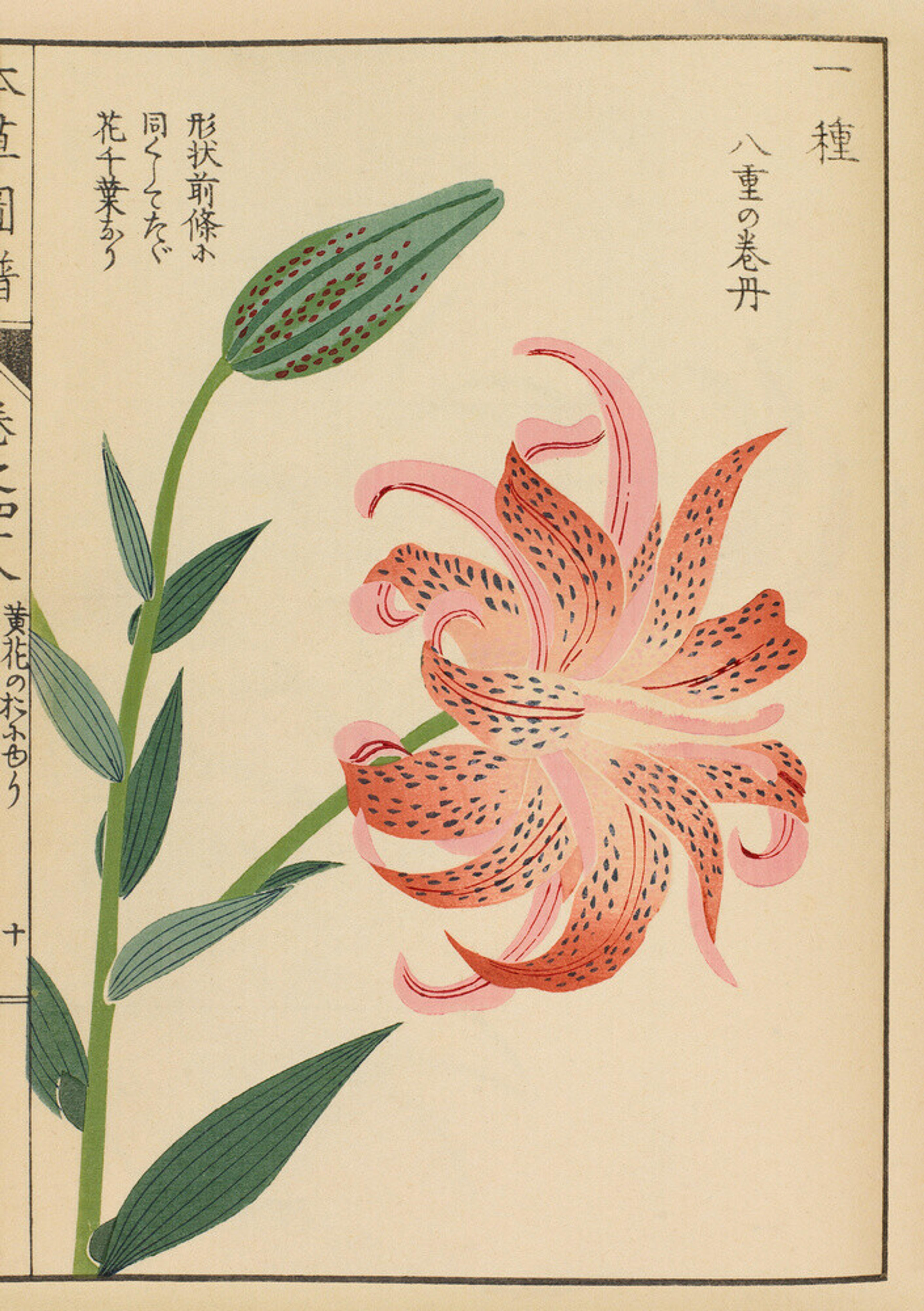 Tiger Lily by Iwasaki Tsunemasa - art print from King & McGaw