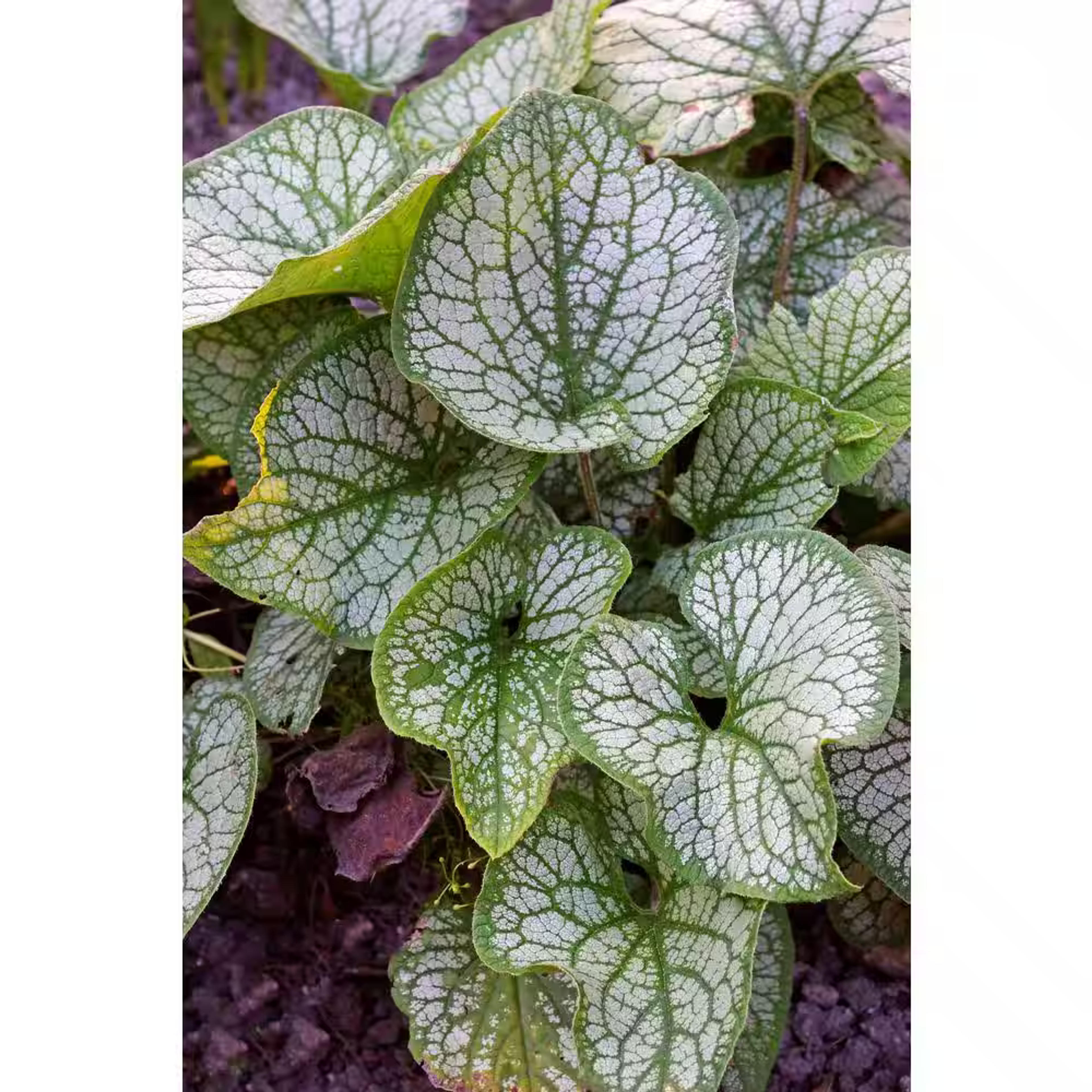 Jack Frost Brunnera Macrophylla Top Material (1-Bareroot) 11616