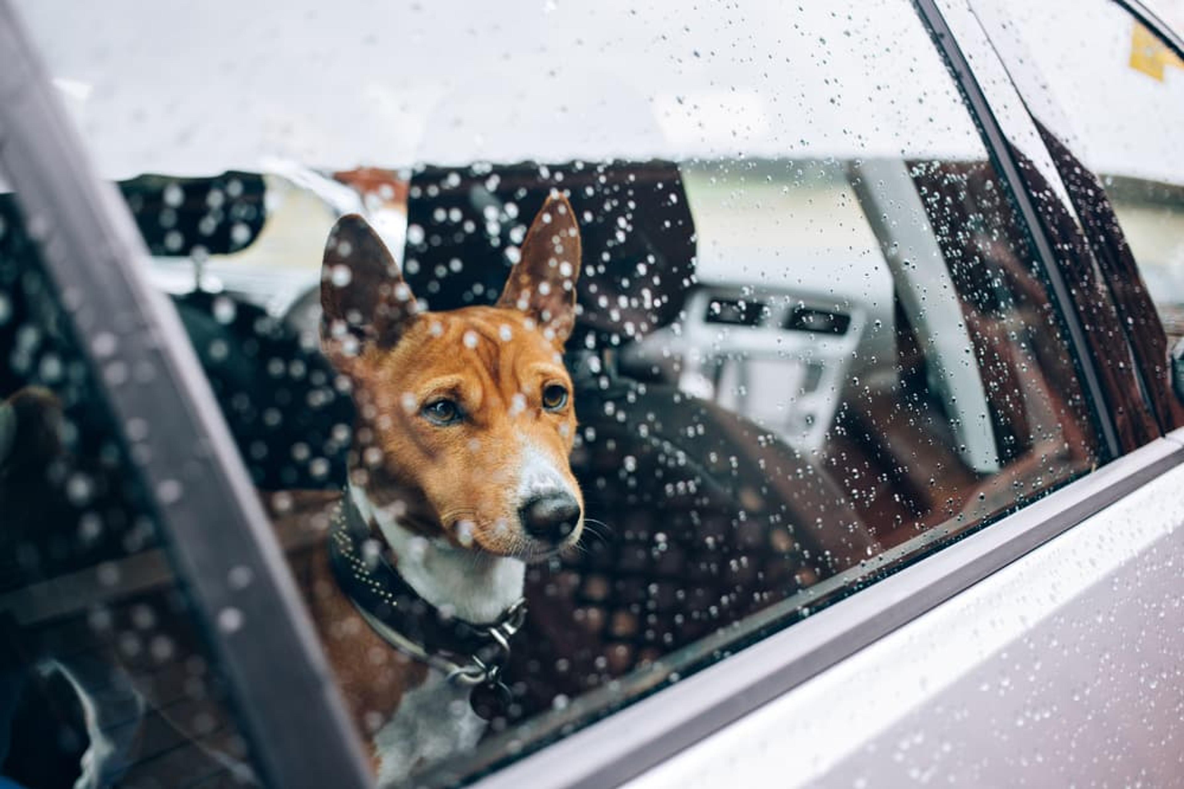 Dog Car Anxiety: How to Make Trips Stress Free | Great Pet Care