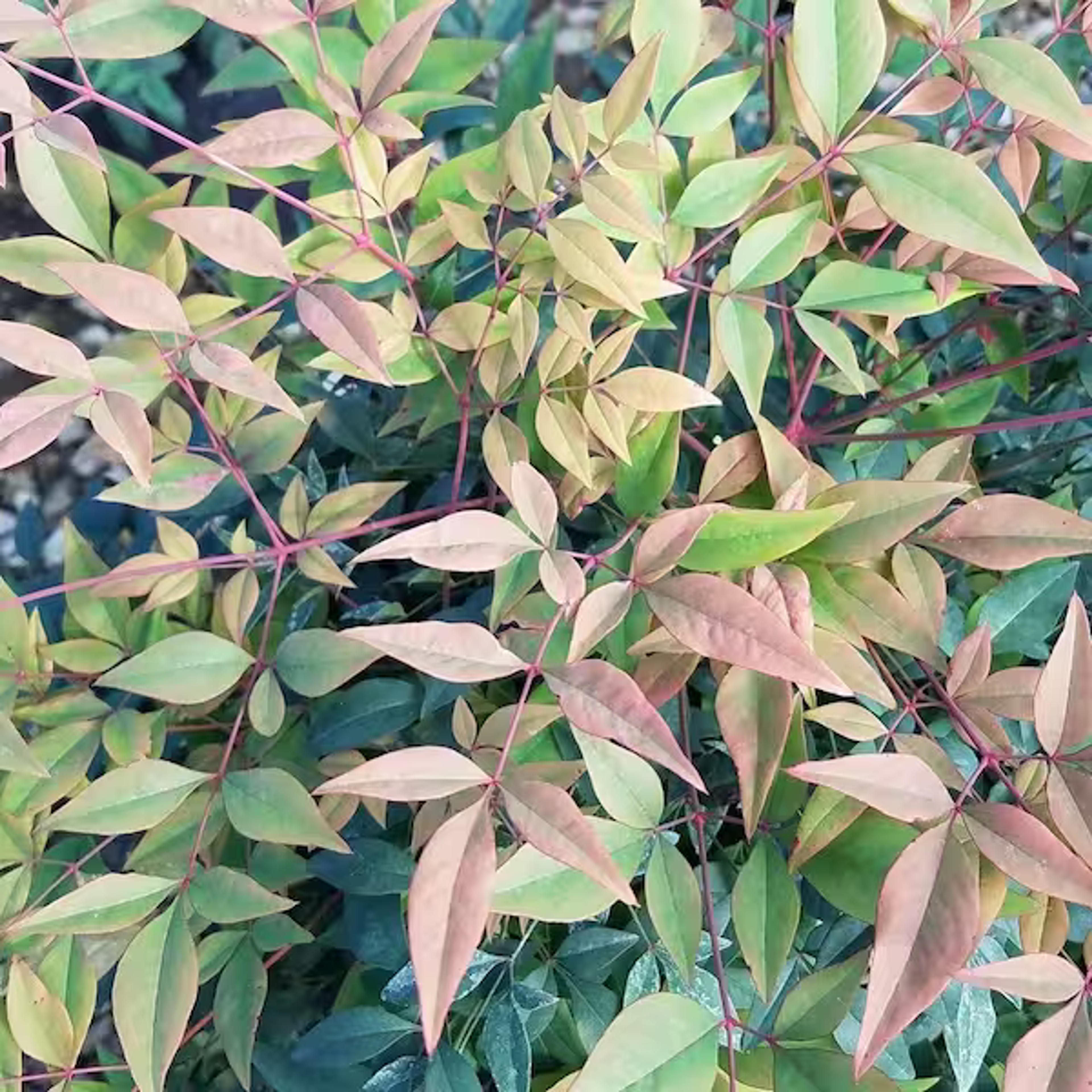 FLOWERWOOD 2.5 Qt. Gulfstream Nandina(Heavenly Bamboo), Live Evergreen Shrub, Year-round Foliage Interest 4309Q - The Home Depot