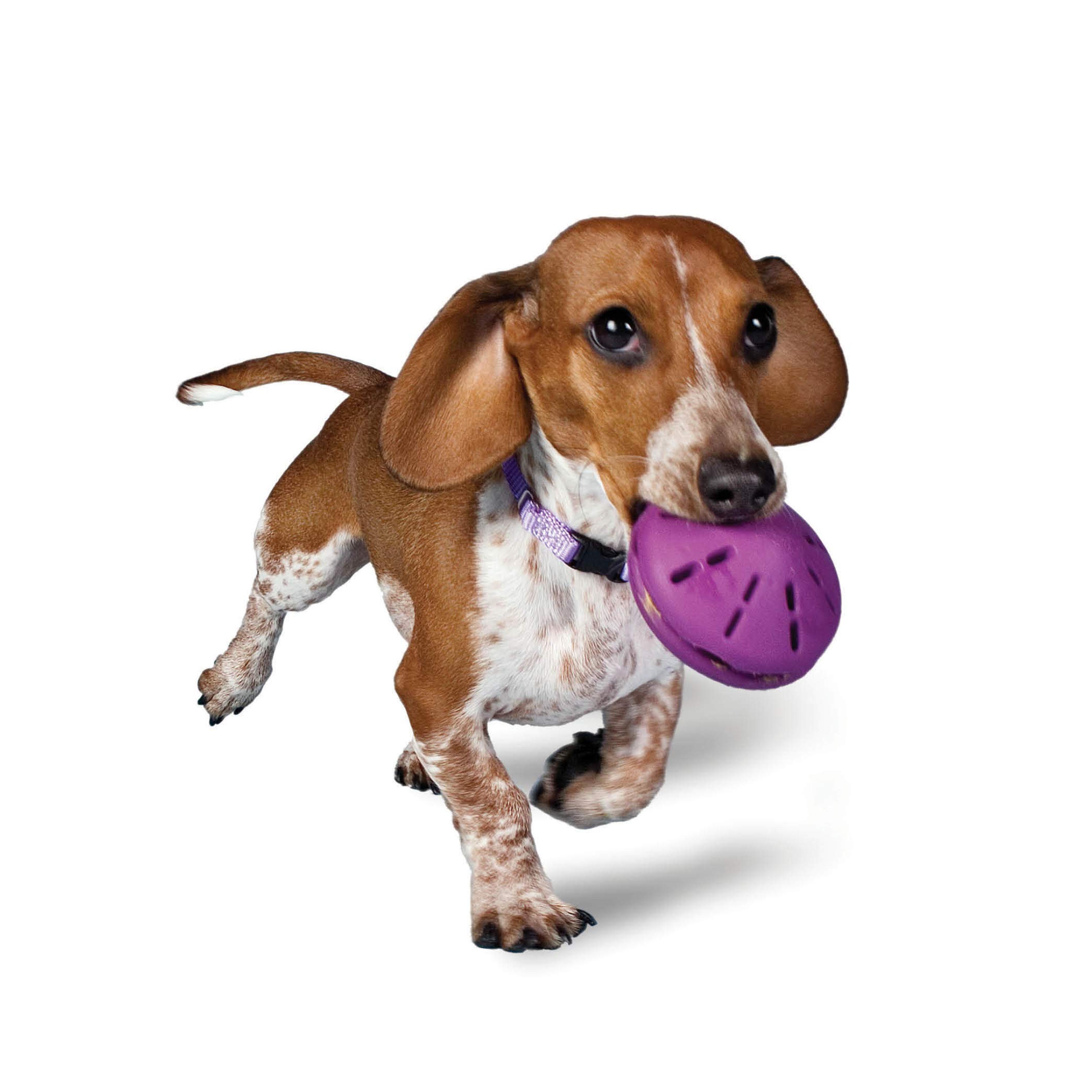 PetSafe Busy Buddy Twist 'n Treat Dispensing Dog Toy - Extra Small, Small, Medium, Large