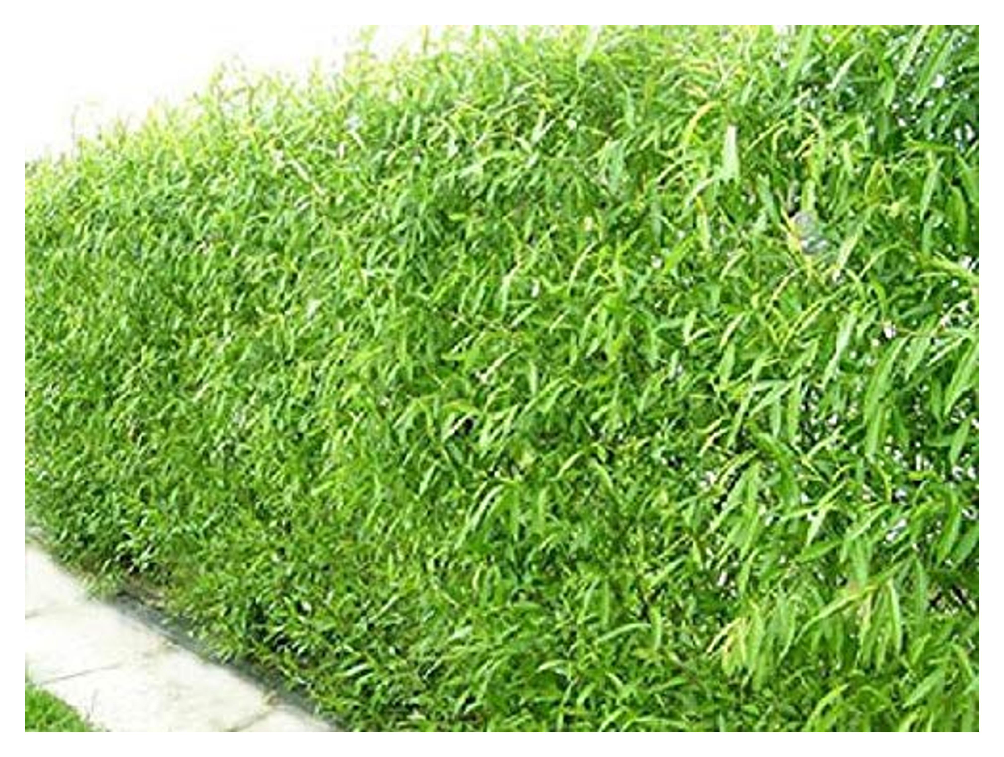 Amazon.com : Natural Privacy Fence - 60 Ft Long - Grow 20 Fast Growing Hybrid Willow Trees - Up to 10 Feet First Year - Change The View : Patio, Lawn & Garden