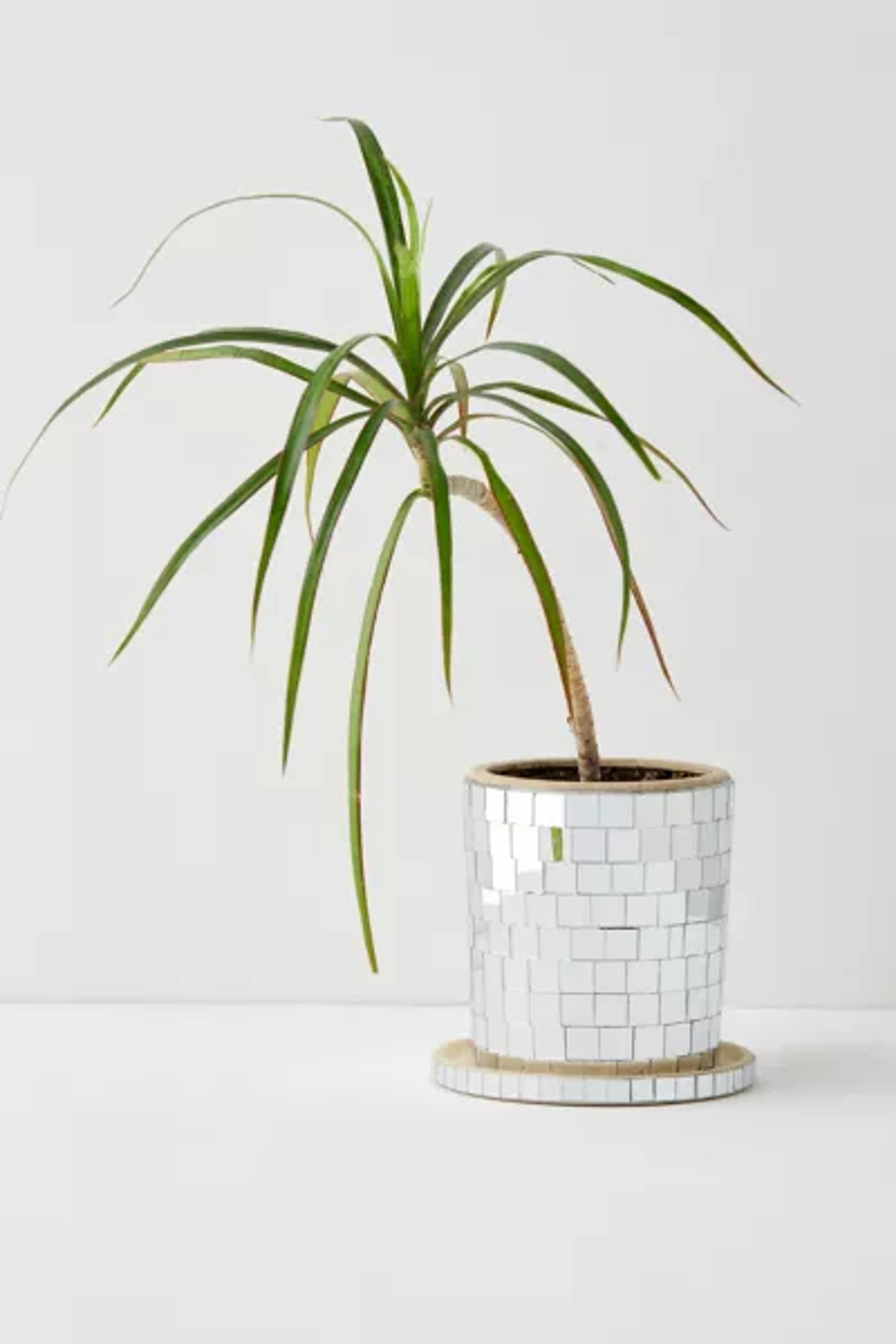 Disco Planter