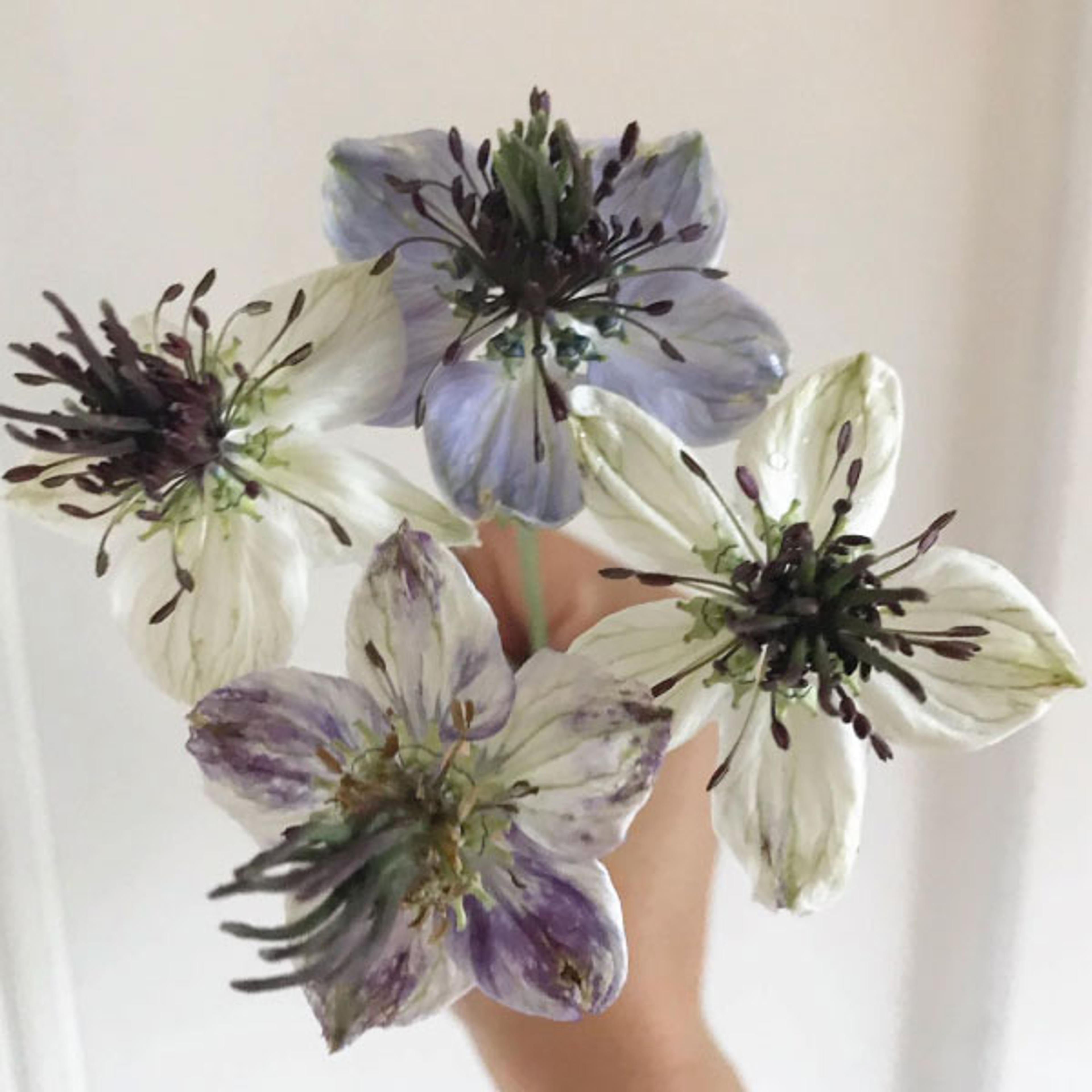 Delft Blue, Nigella Seed | Urban Farmer