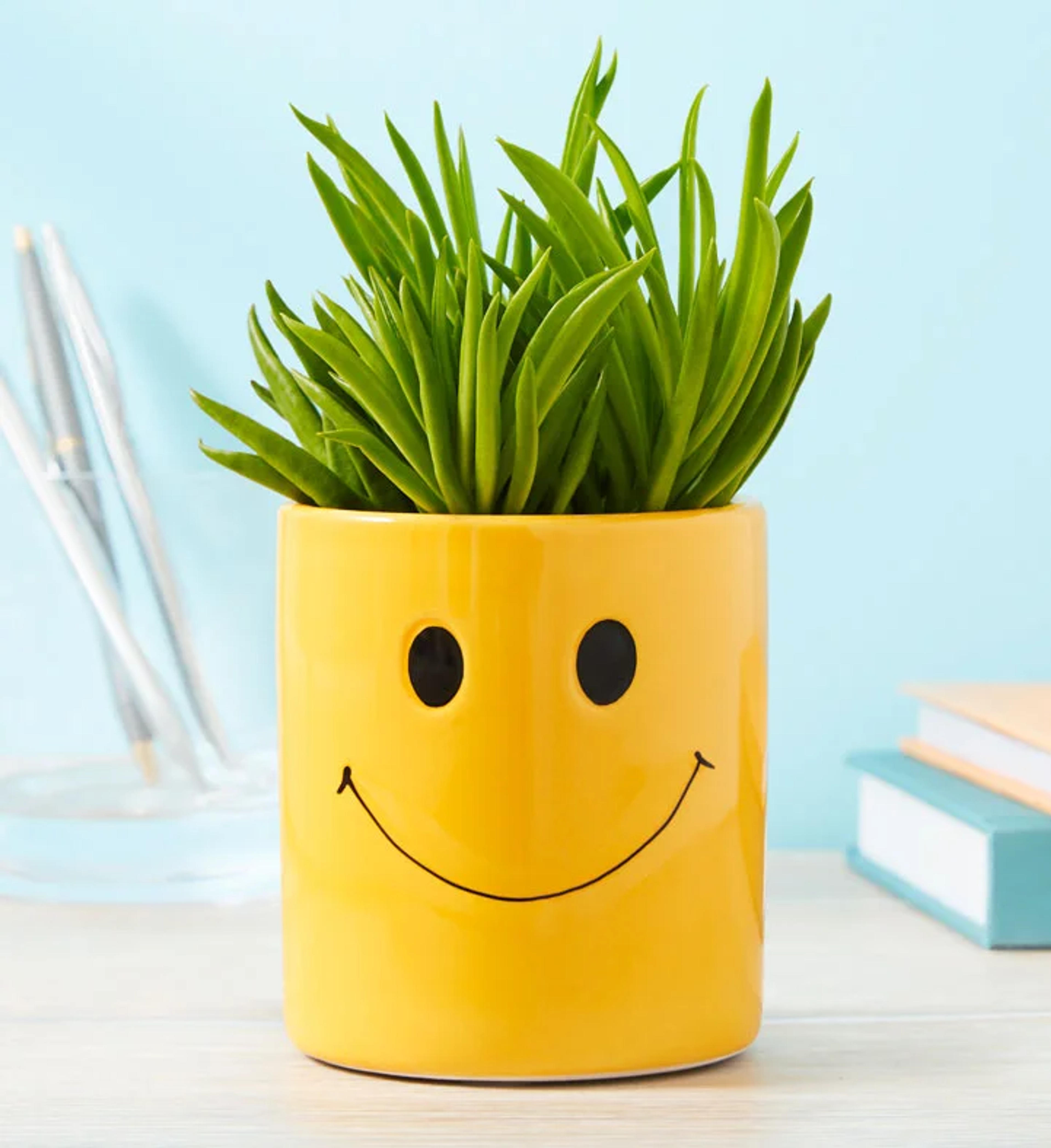 Smiley Succulent