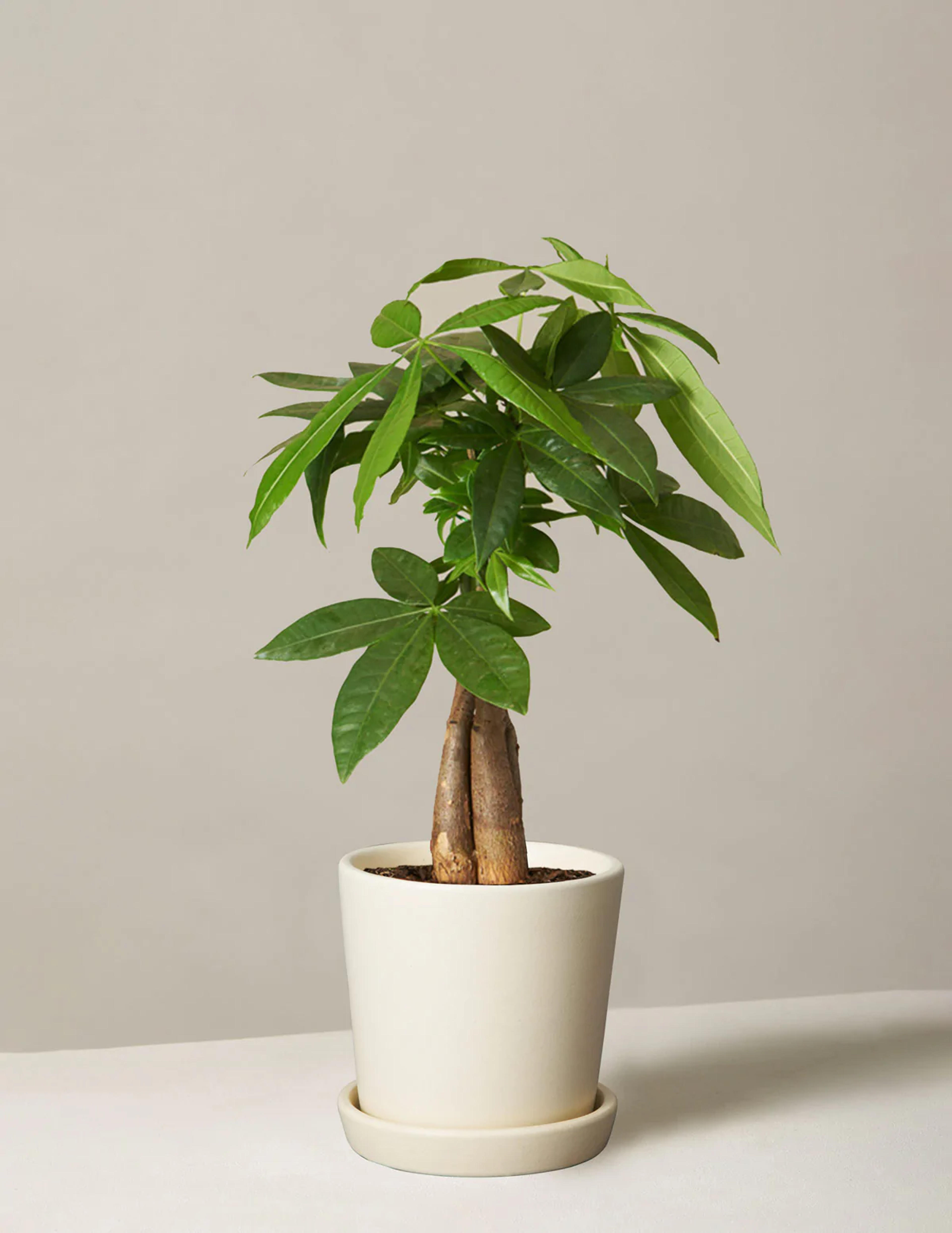 Money Tree Plant | Tropical Indoor Plants & Houseplants for Delivery | The Sill