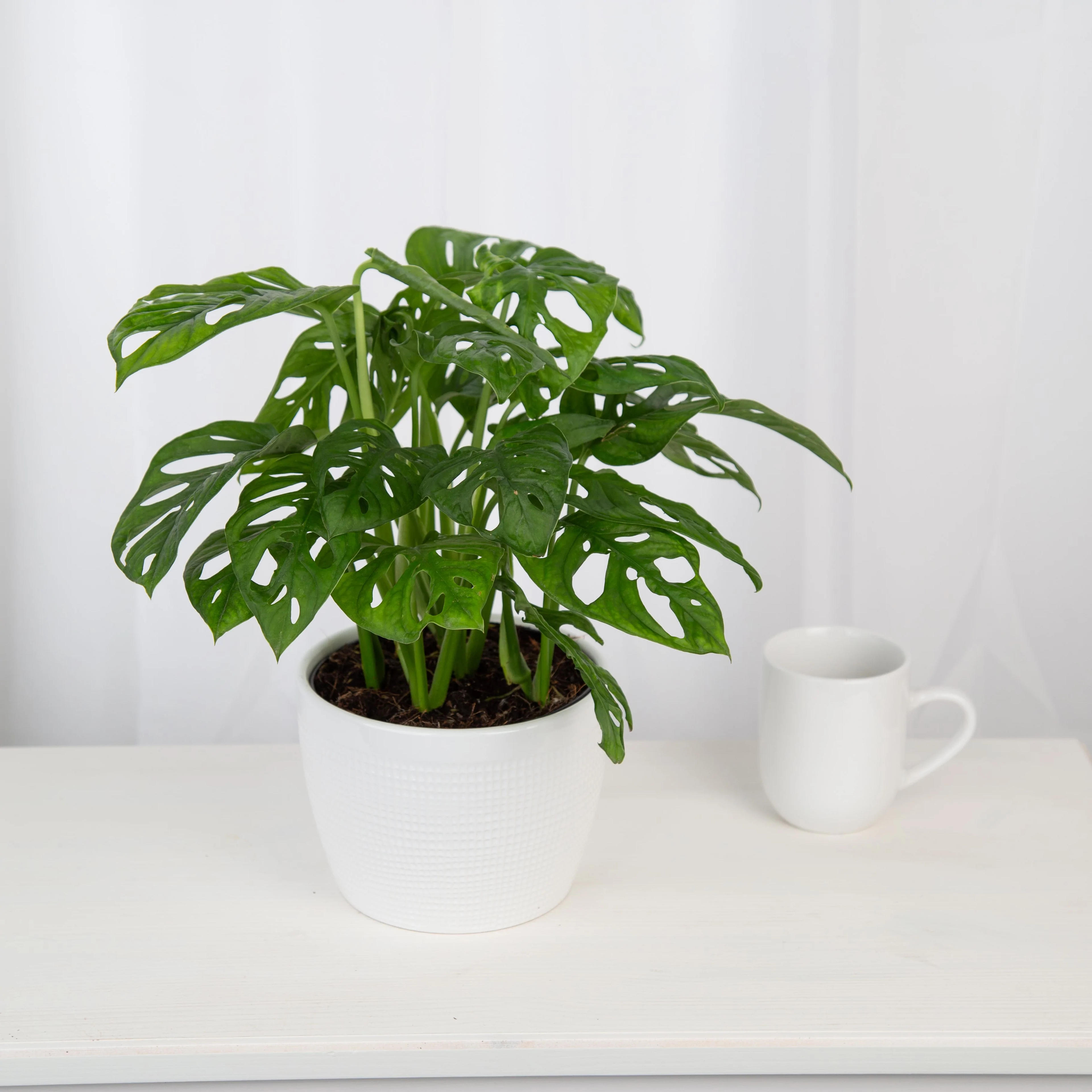 Little Swiss Monstera | medium