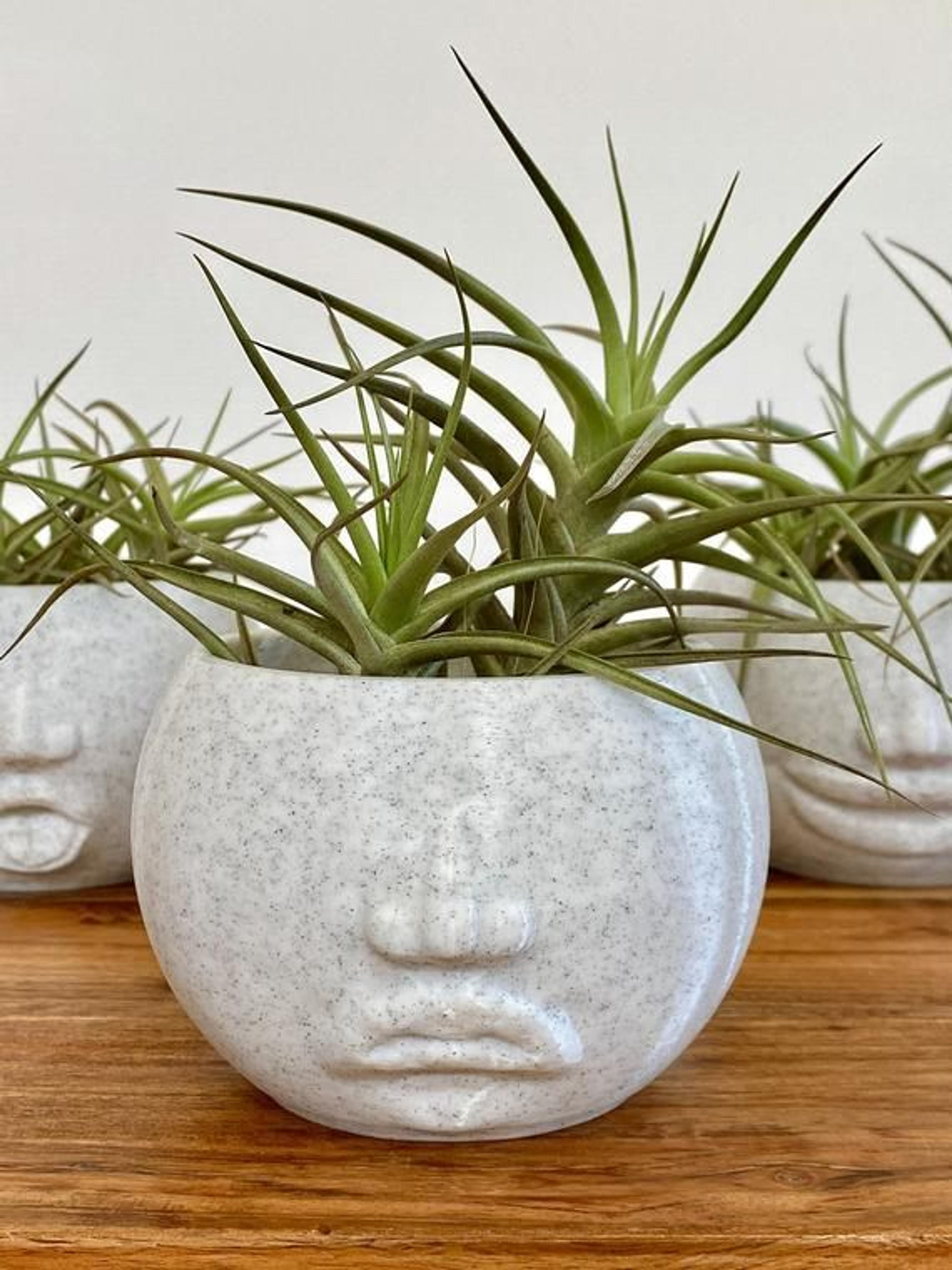 Cute Funny Face Planter Sad Expression - Head Planter Succulent Cactus - Sculpture Planter - Cute Su