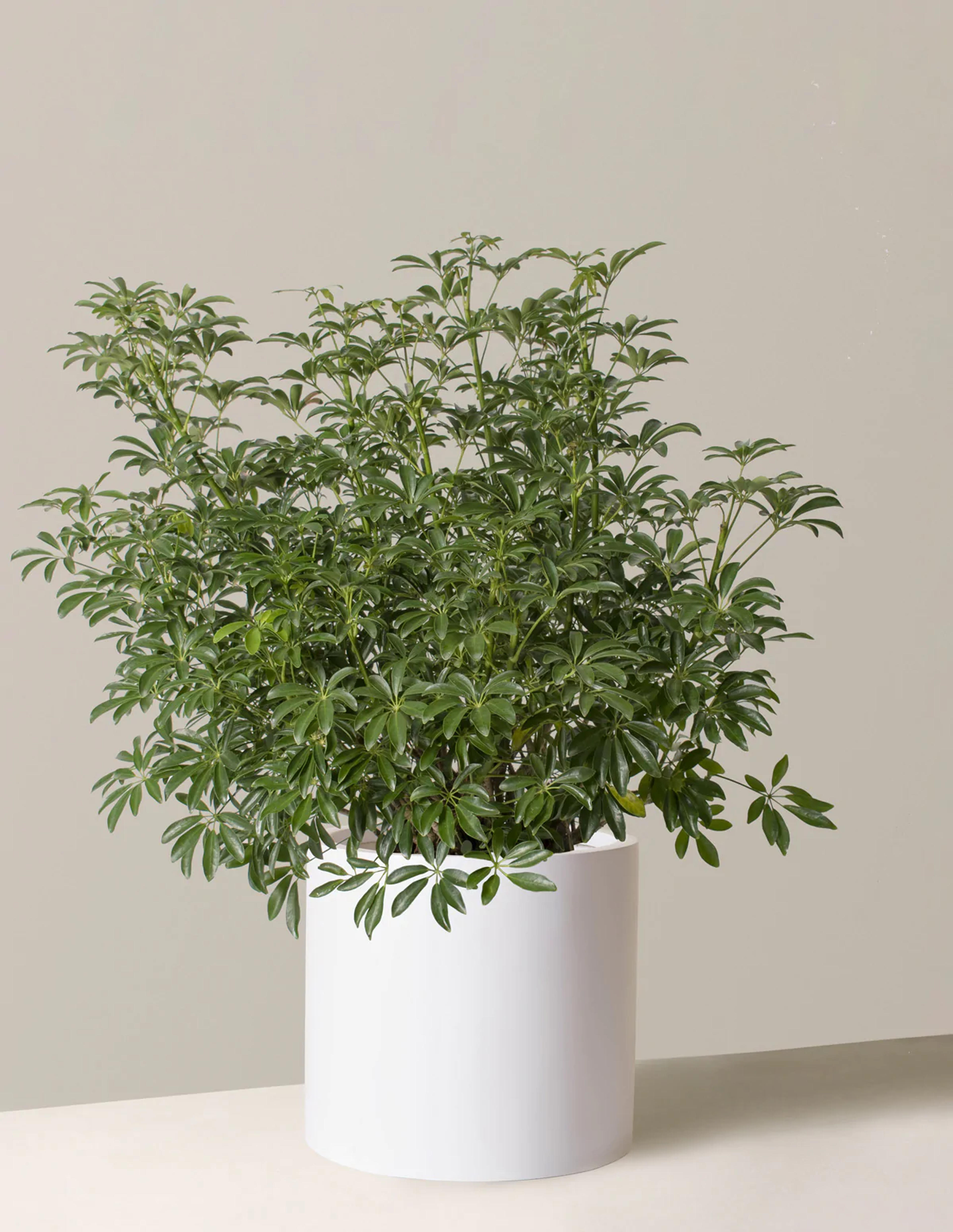 Large Schefflera Arboricola | Large Houseplants for Delivery | The Sill