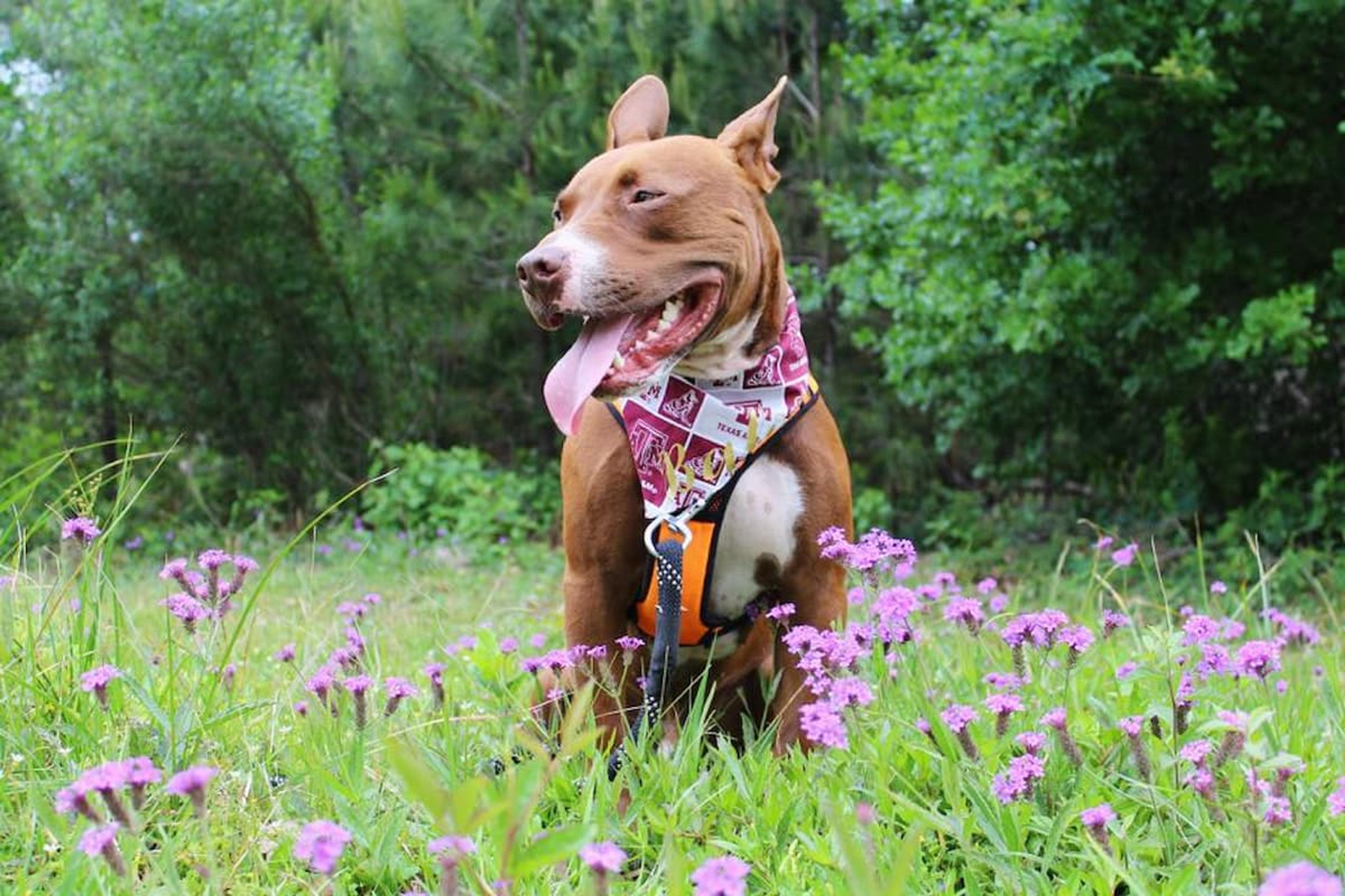 Unleashing the Power of Love: Pittie Mix Breaks Stereotypes and Rules Social Media - Great Pet Living