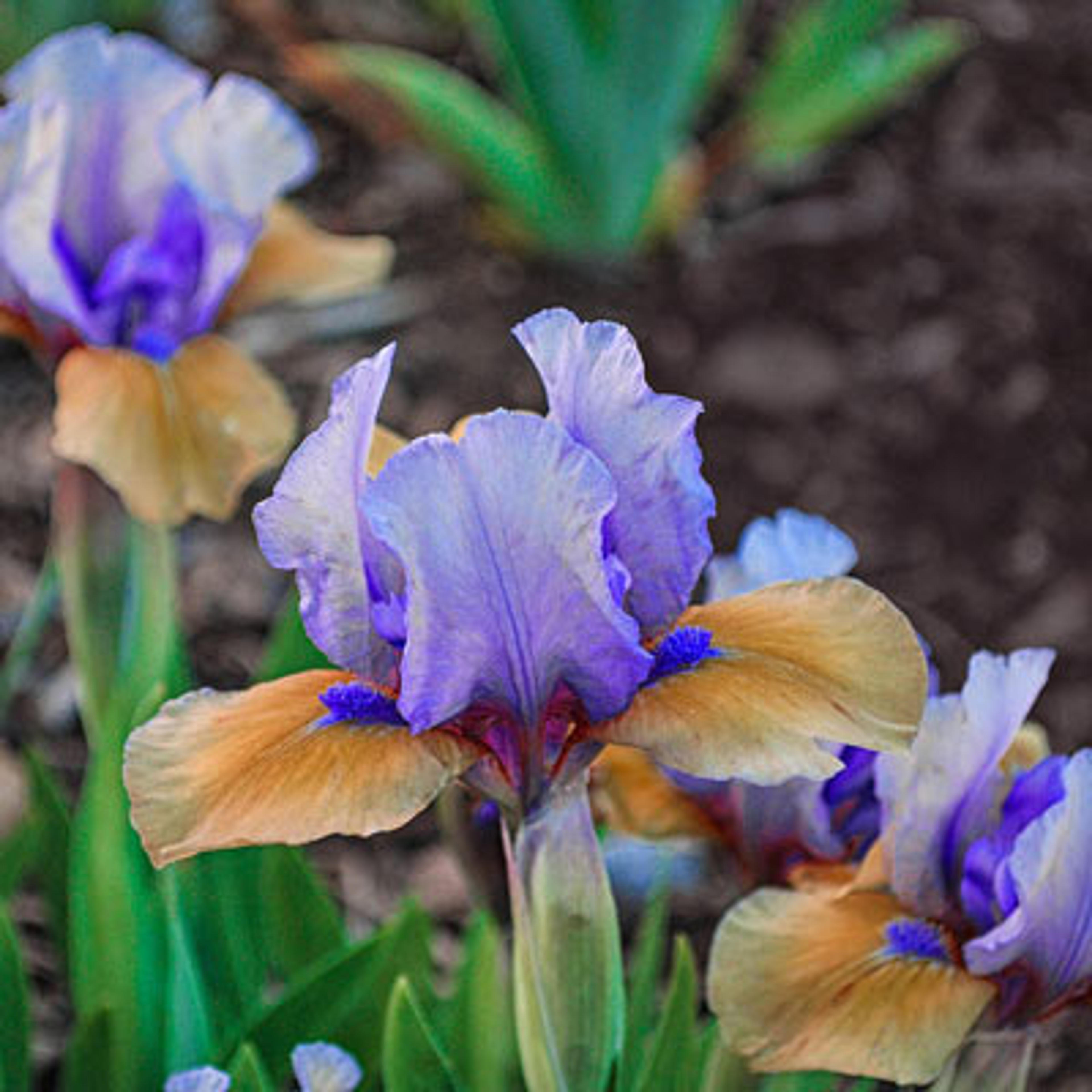 Blueberry Tart Kickstart Dwarf Iris - Shop Irises | Spring Hill