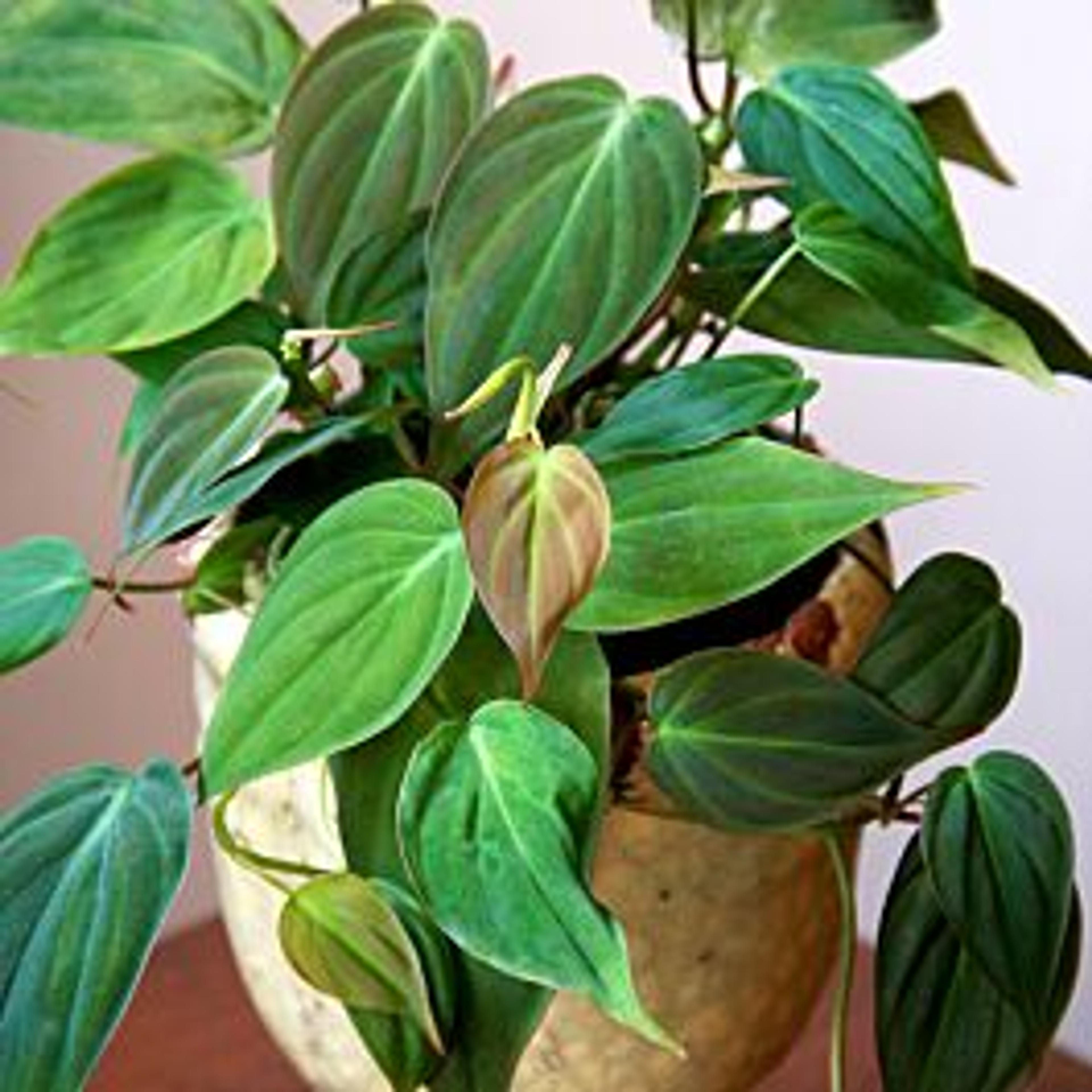 Velvet Leaf Philodendron (Philodendron micans)