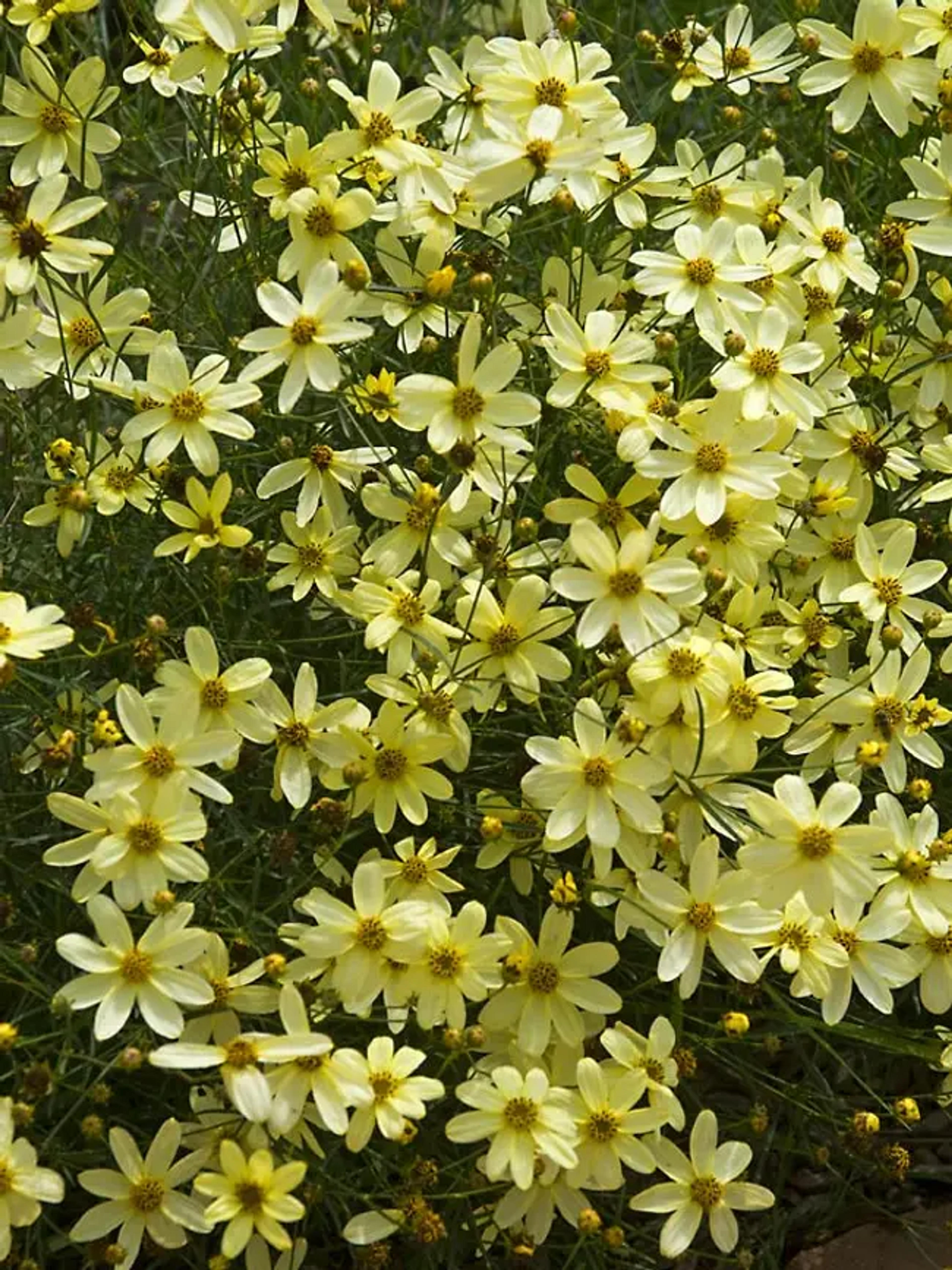 Coreopsis Moonbeam | Bluestone Perennials