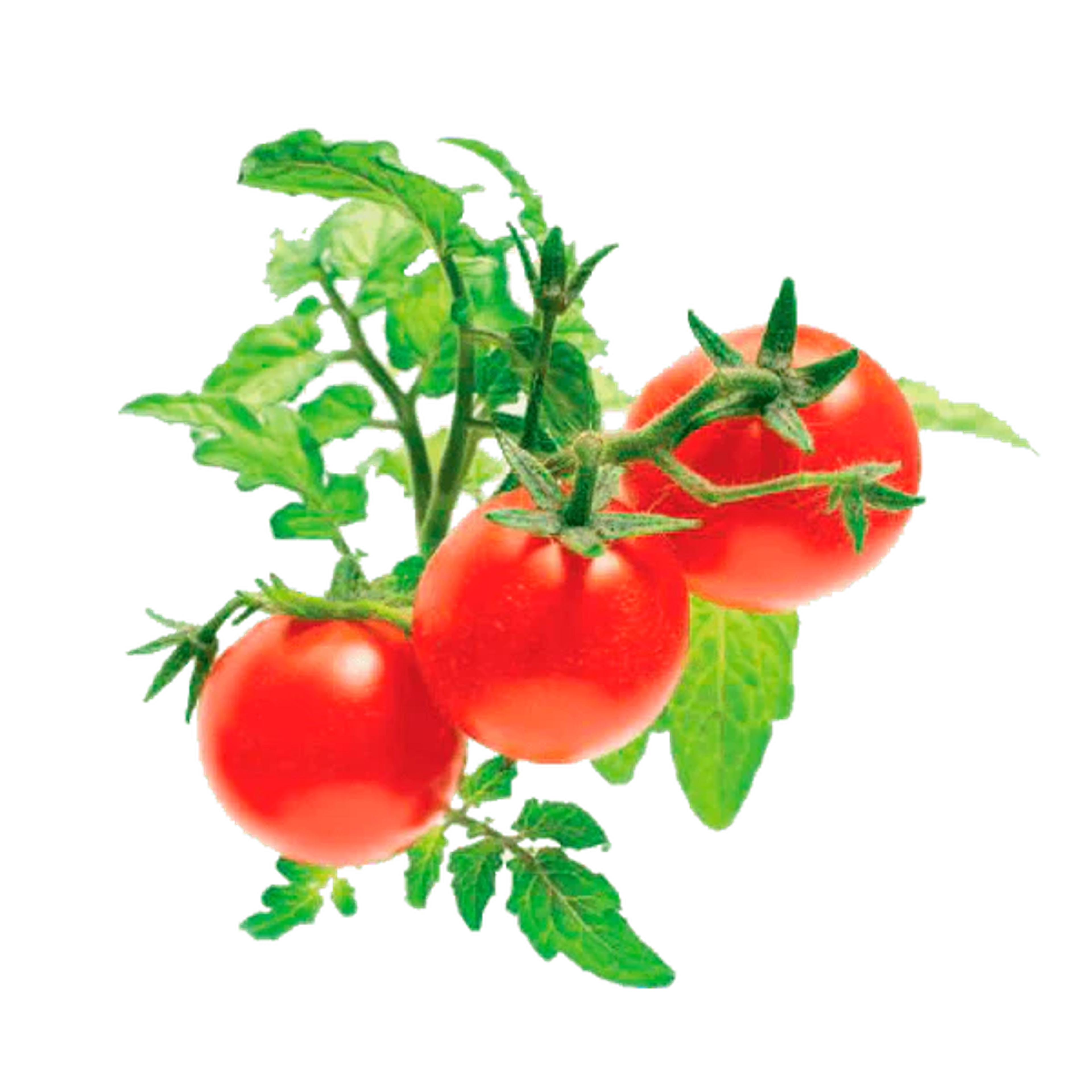 Kitchen Mini Siam Tomato | Seed Pods