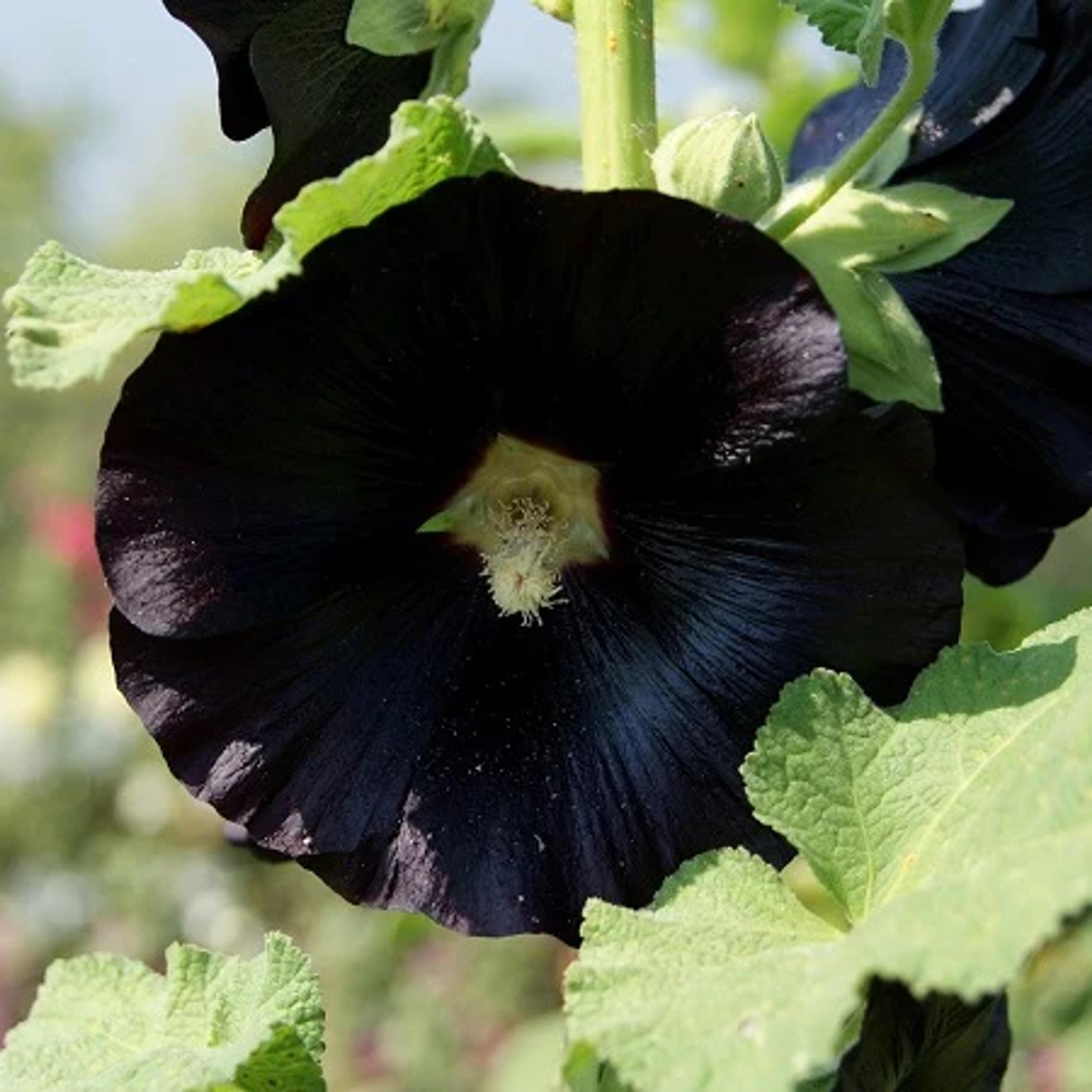 Hollyhock Seeds - Nigra | Flower Seeds in Packets & Bulk | Eden Brothers