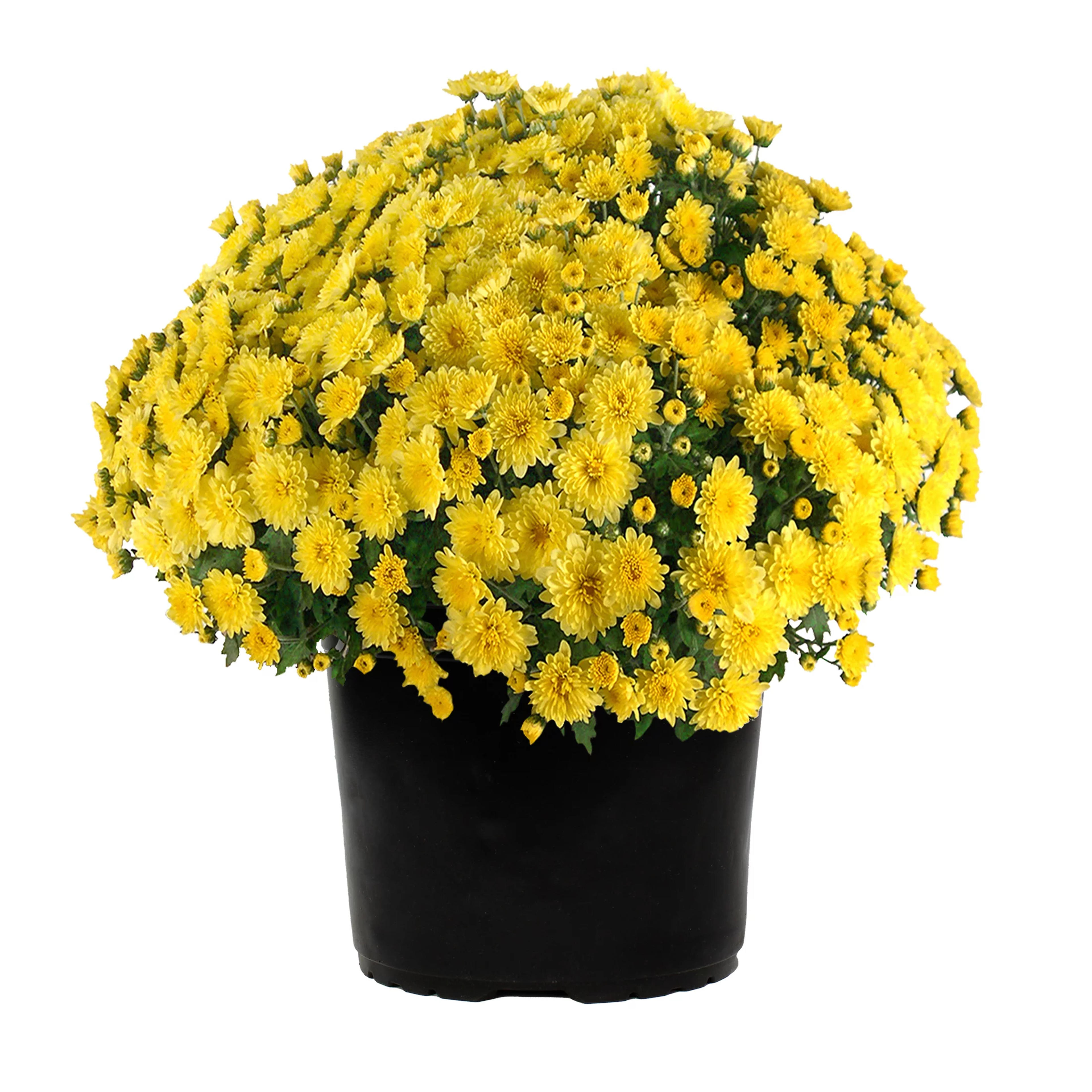 Expert Gardener 3QT Yellow Chrysanthemum (1 pack) Grower Pot - Walmart.com