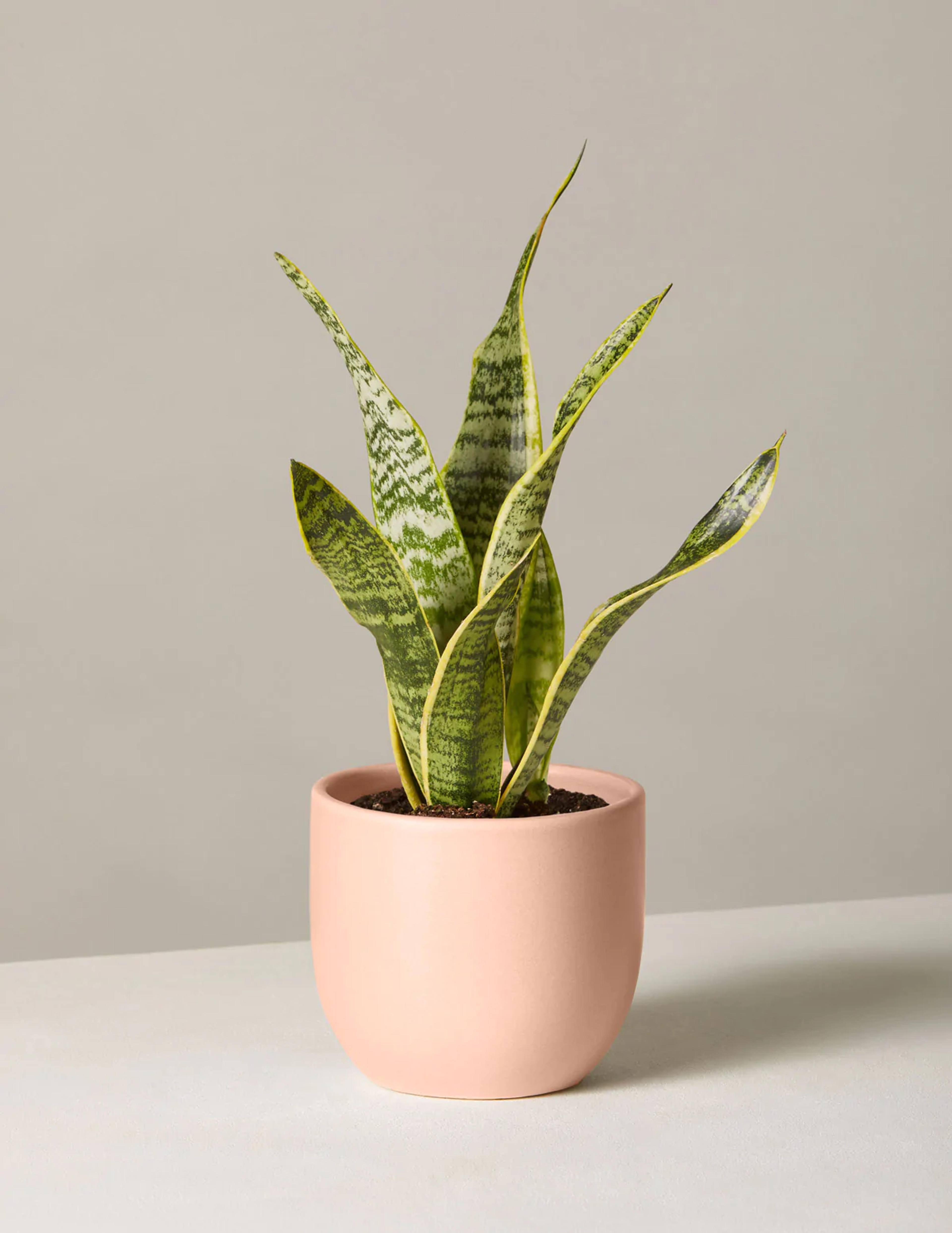 Snake Plant Laurentii - Small / Grant / Blush