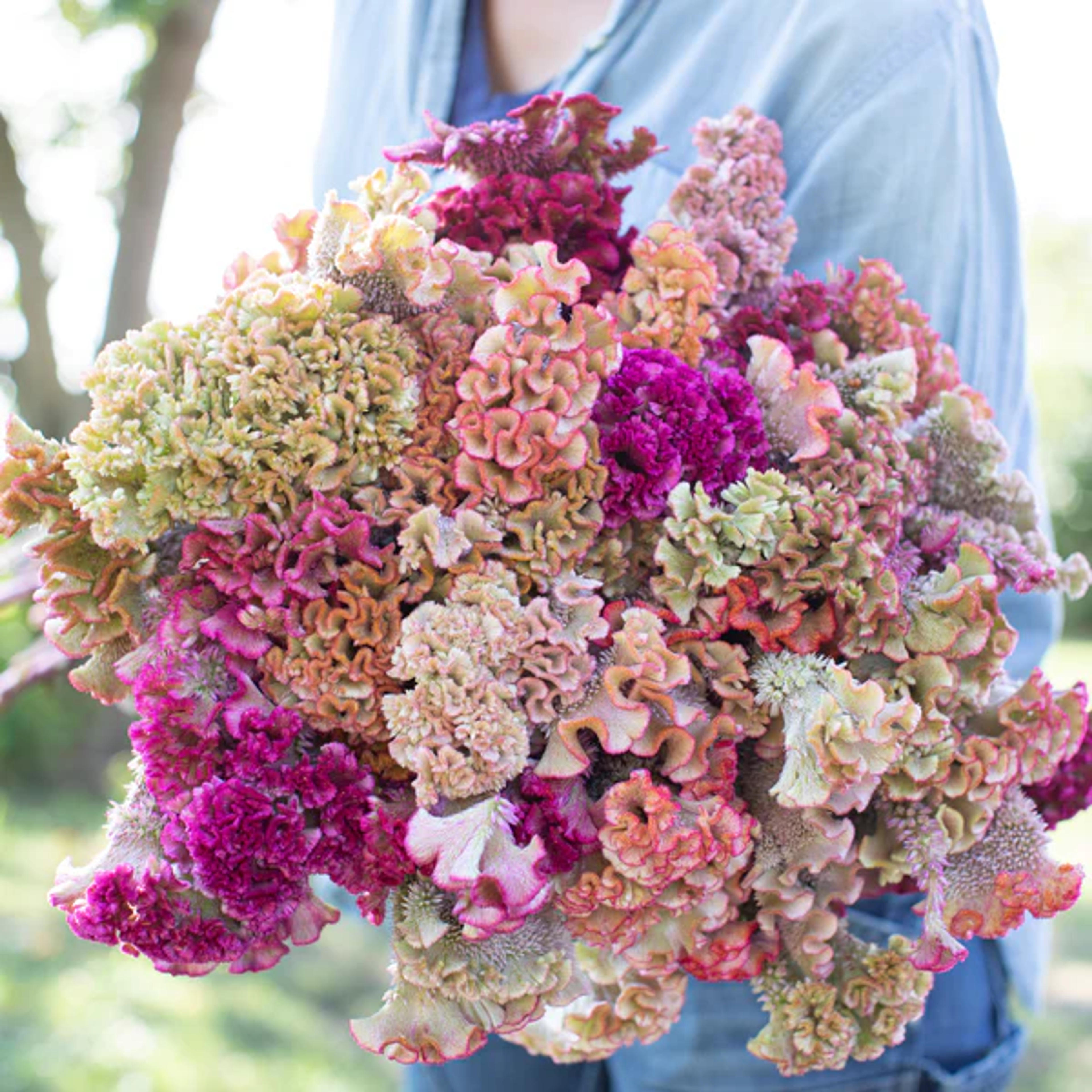 Celosia Fruit Punch