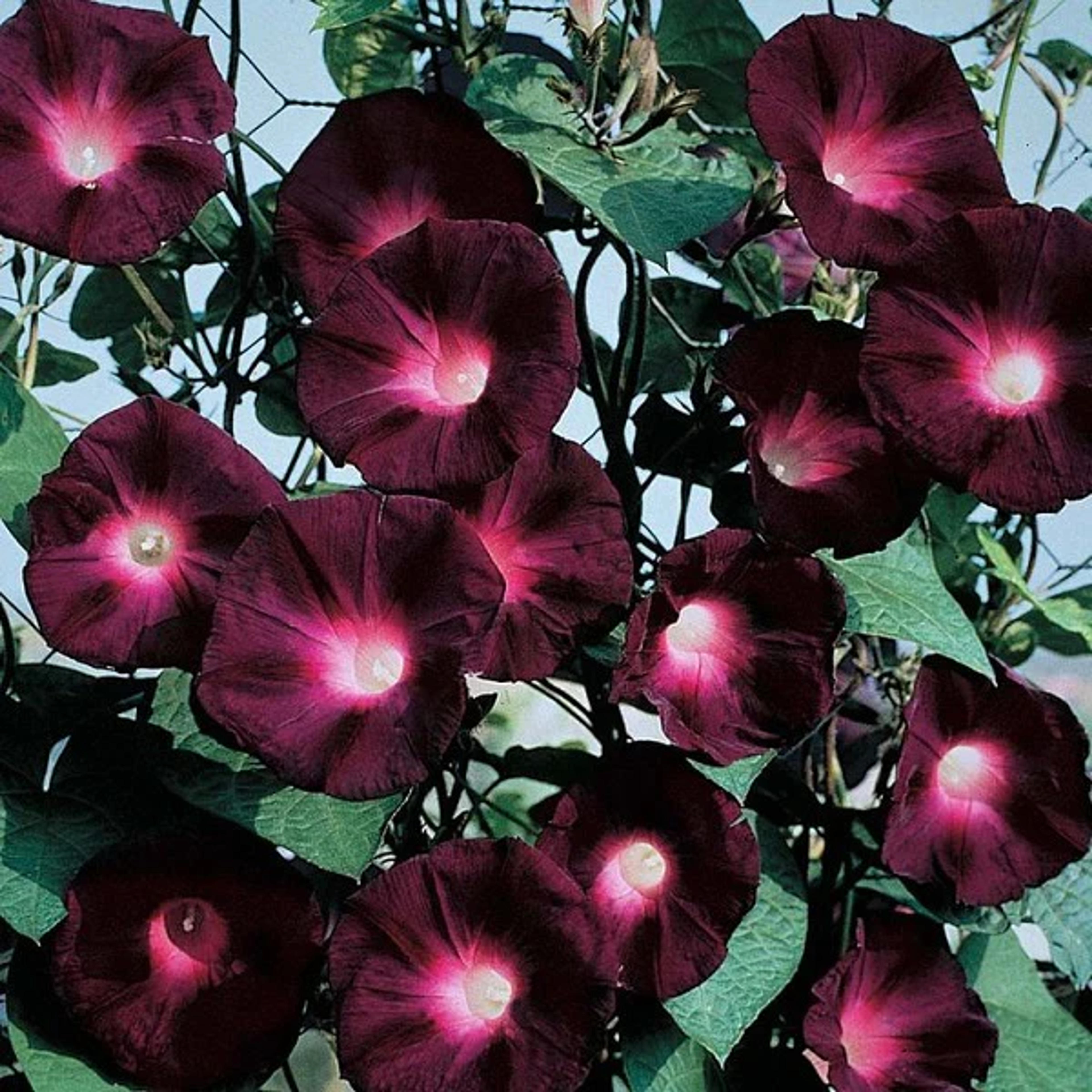 Morning Glory Seeds - Knowlians Black | Flower Seeds in Packets & Bulk | Eden Brothers