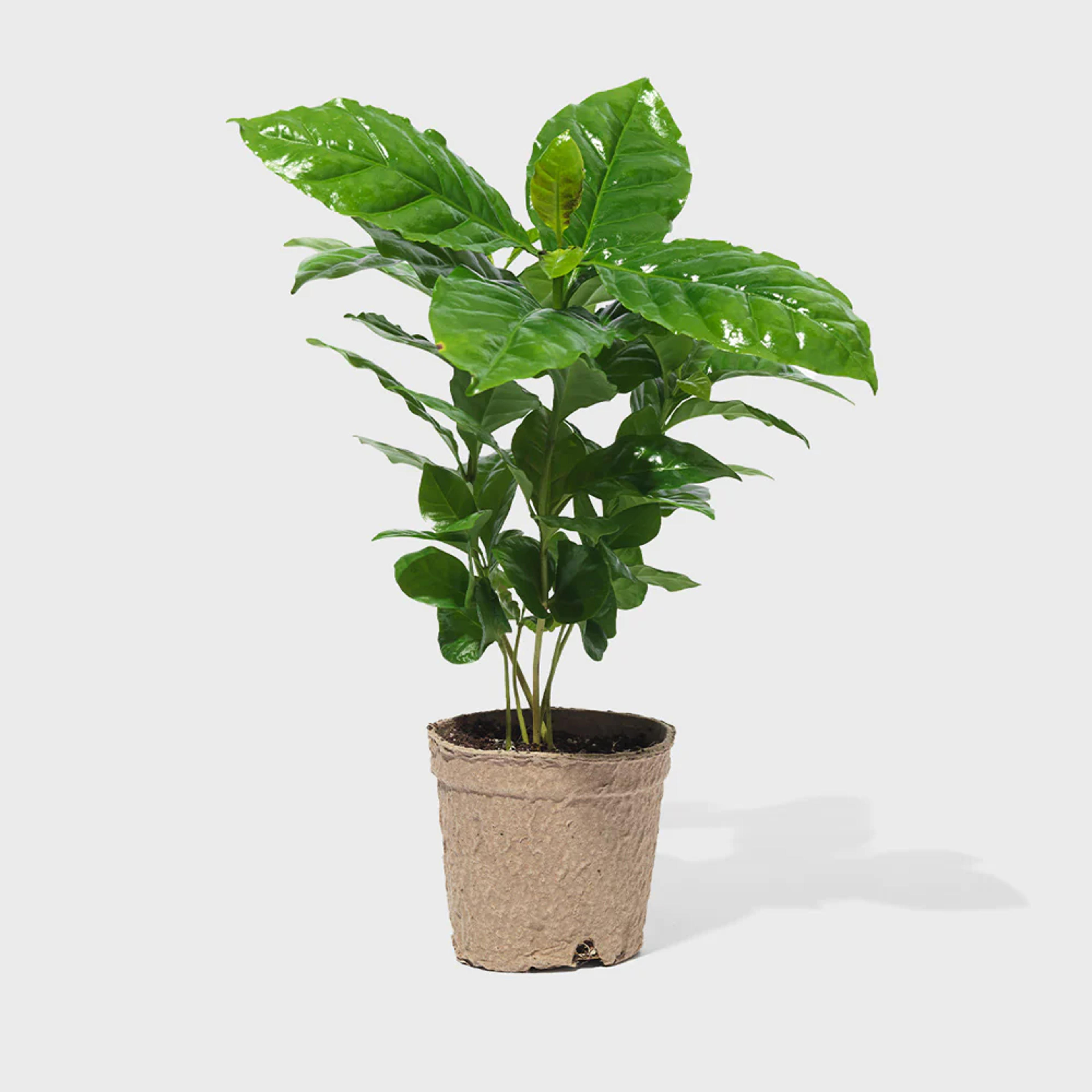 Arabica Coffee Plant 4"