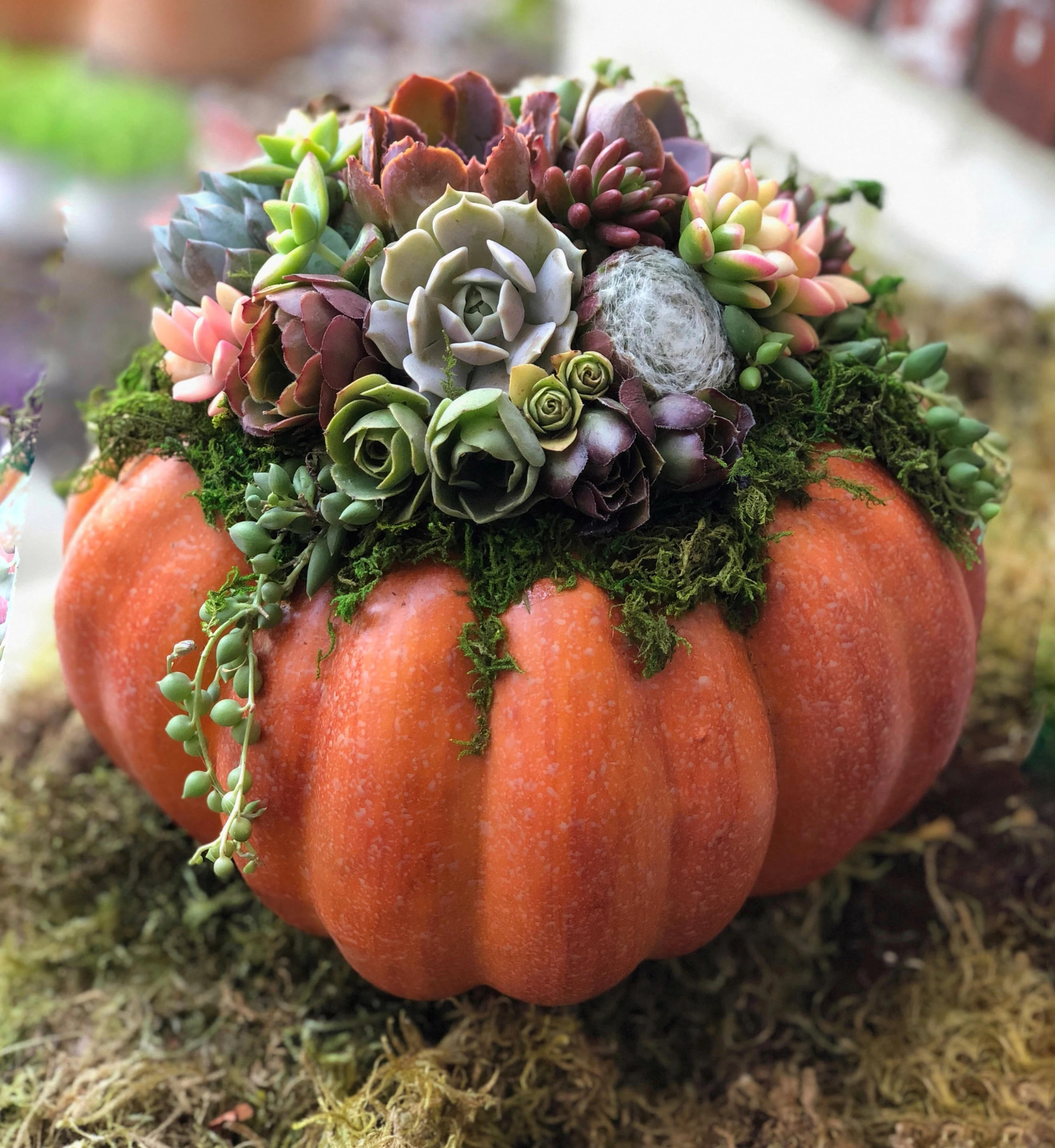 Faux Pumpkin Trimmed With Living Succulents Autumn - Etsy