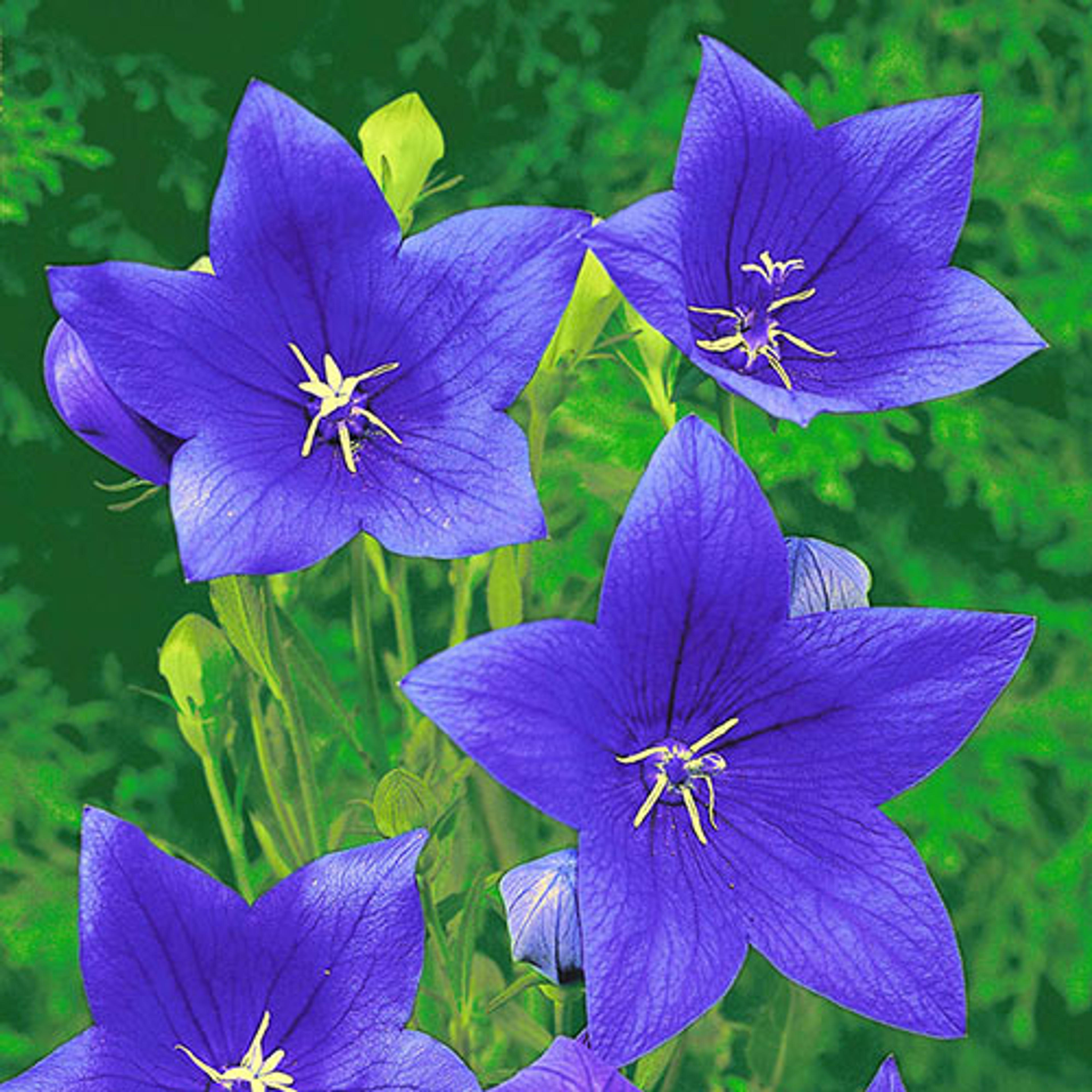 Shop Balloon Flower Blue | Breck's