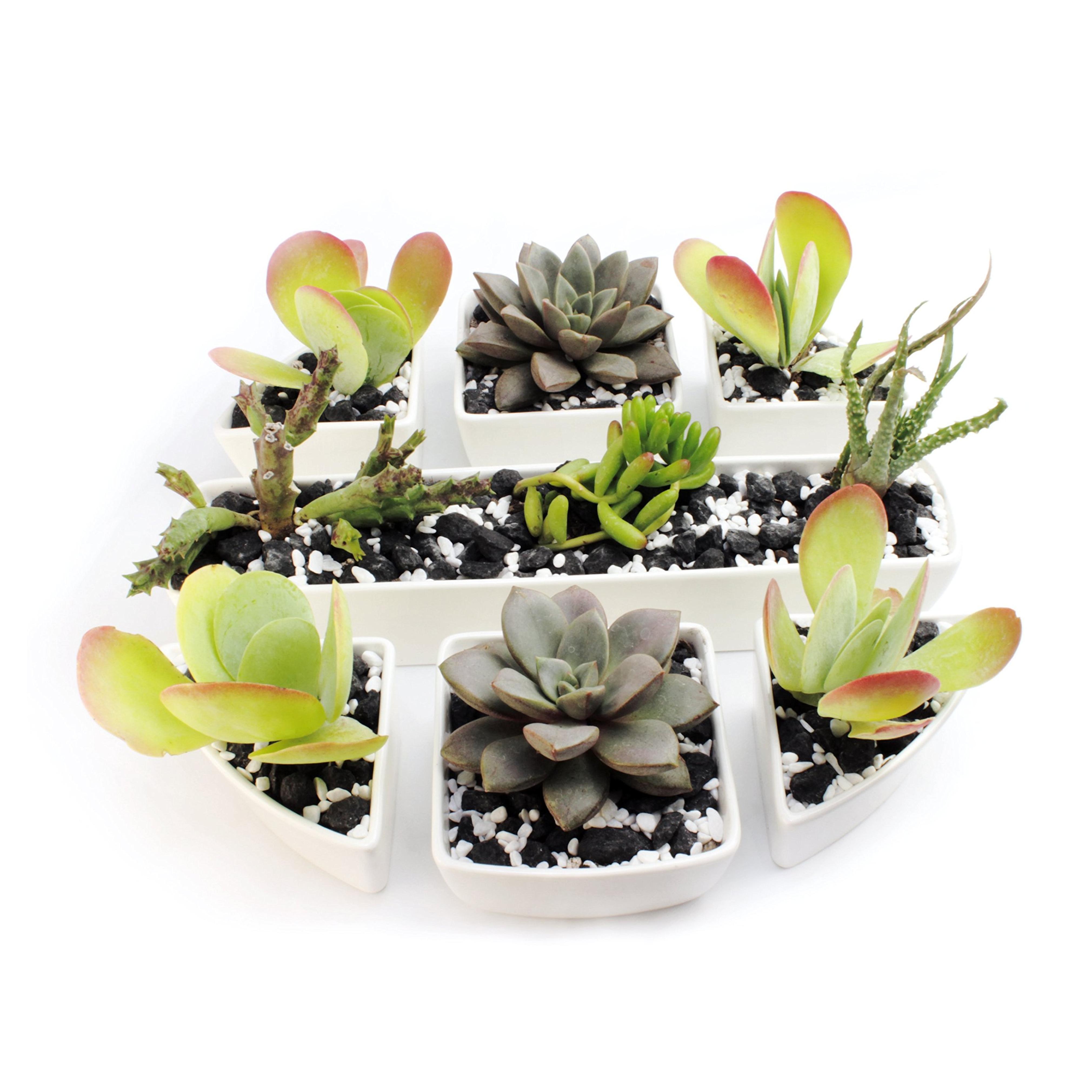 Succulent Pots - Set of 7 Unique-Combination, White, Mini, Ceramic Planters with Rectangle, Square & Triangle Decorative Pots. The Perfect Centerpiece with Multiple Arrangement Possibilities