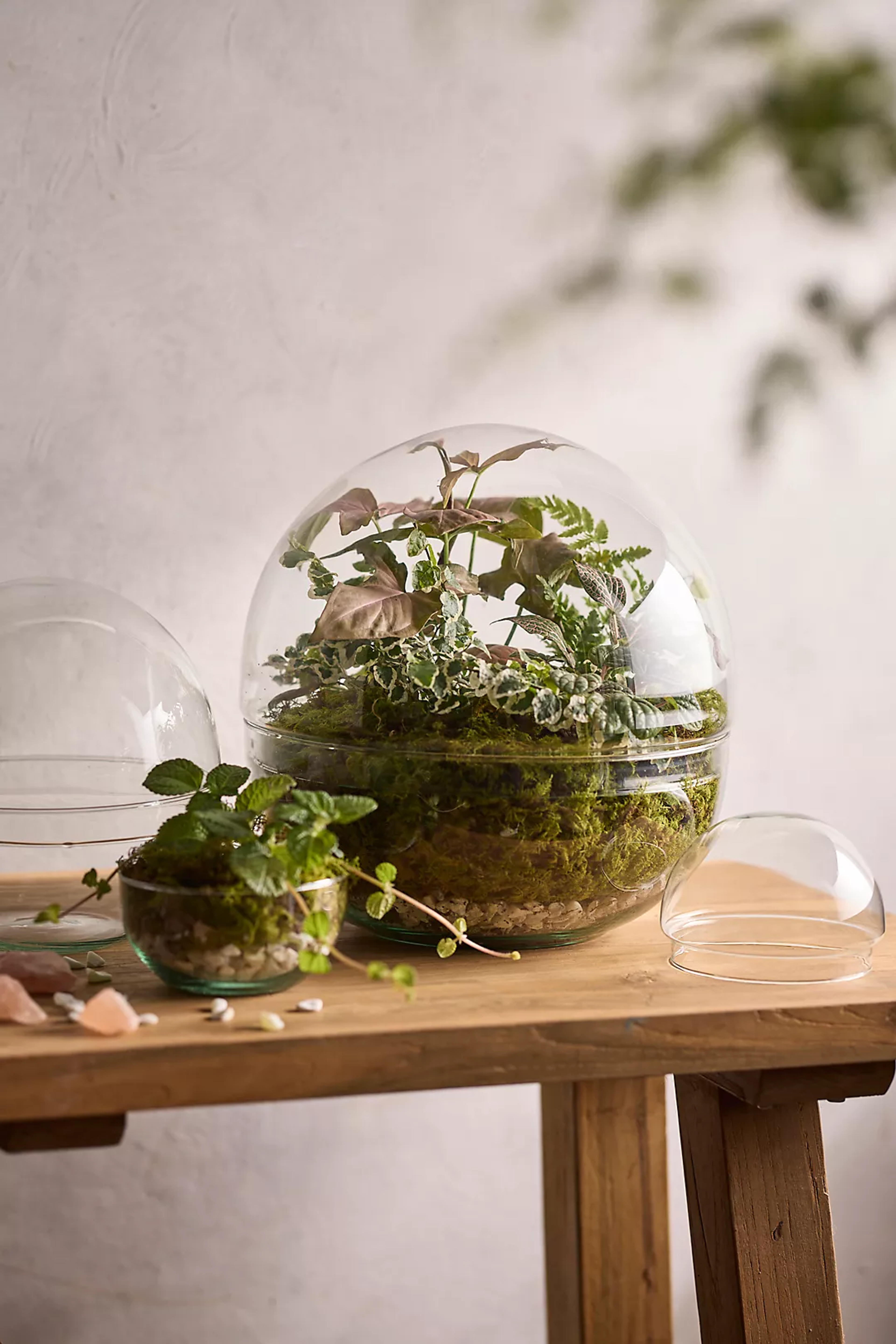 Recycled Glass Ball Terrarium | Terrain