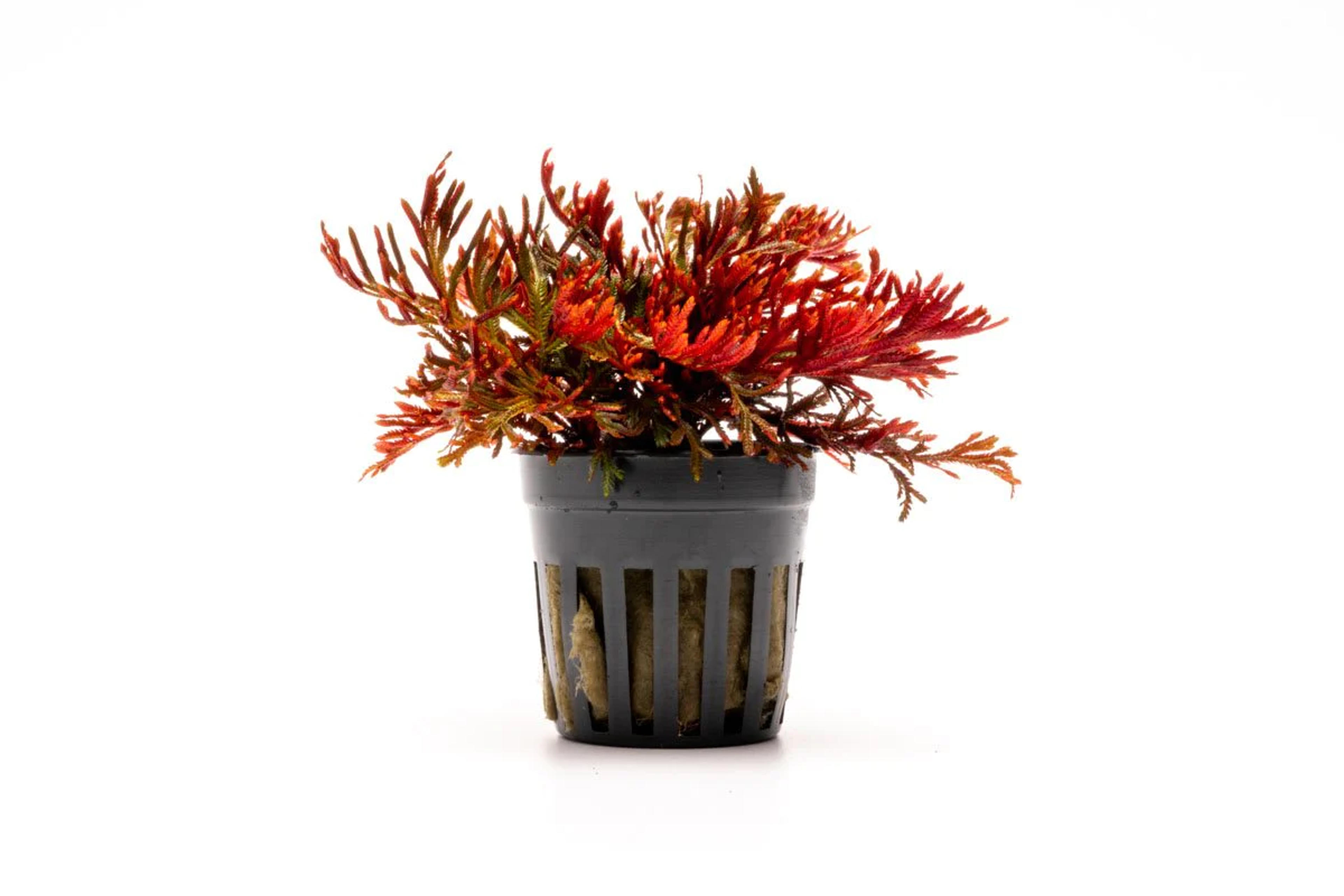 Selaginella Erythropus Ruby Red Club Moss — Buce Plant