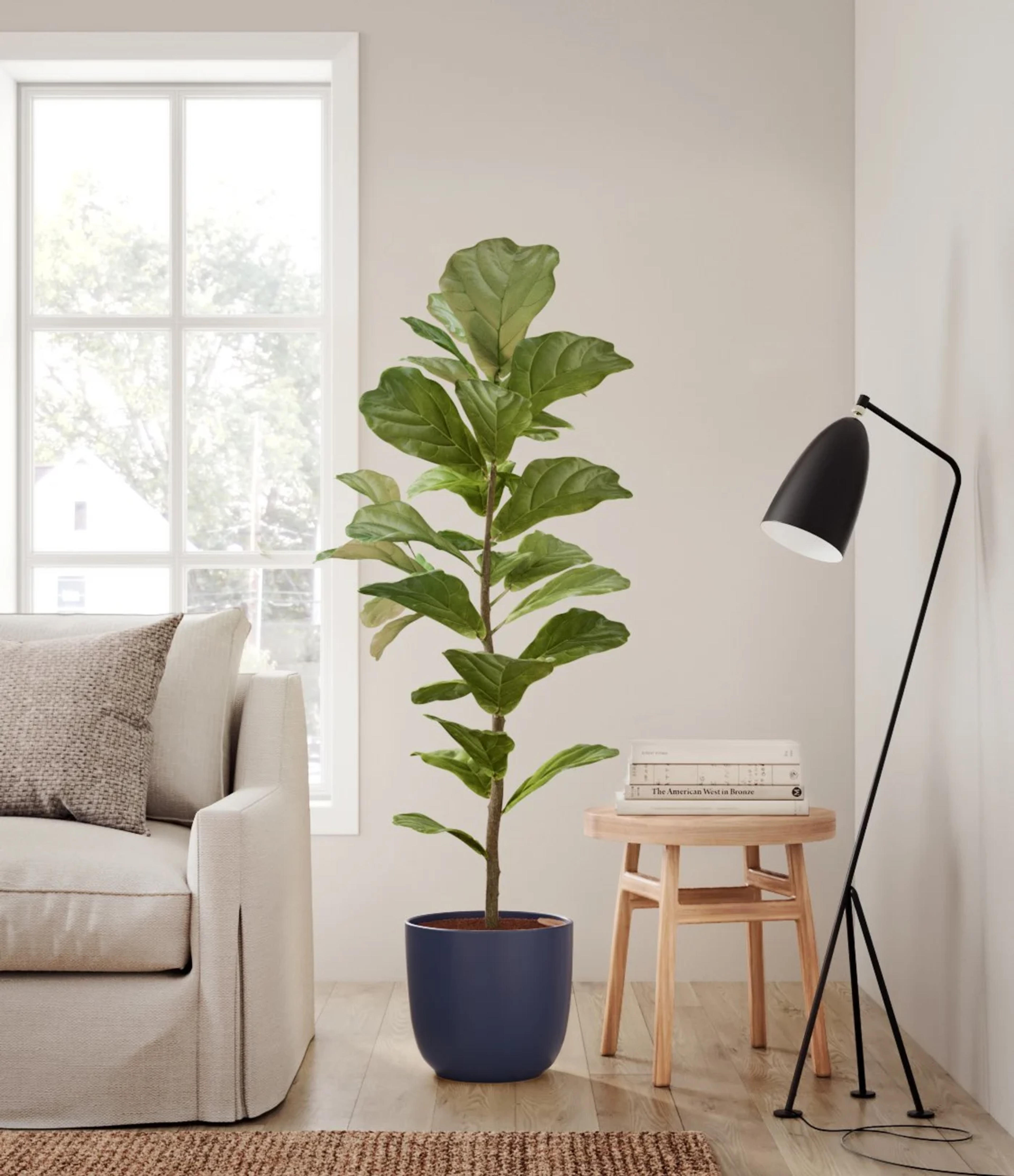 Giant Fiddle Leaf Fig for Sale | easyplant