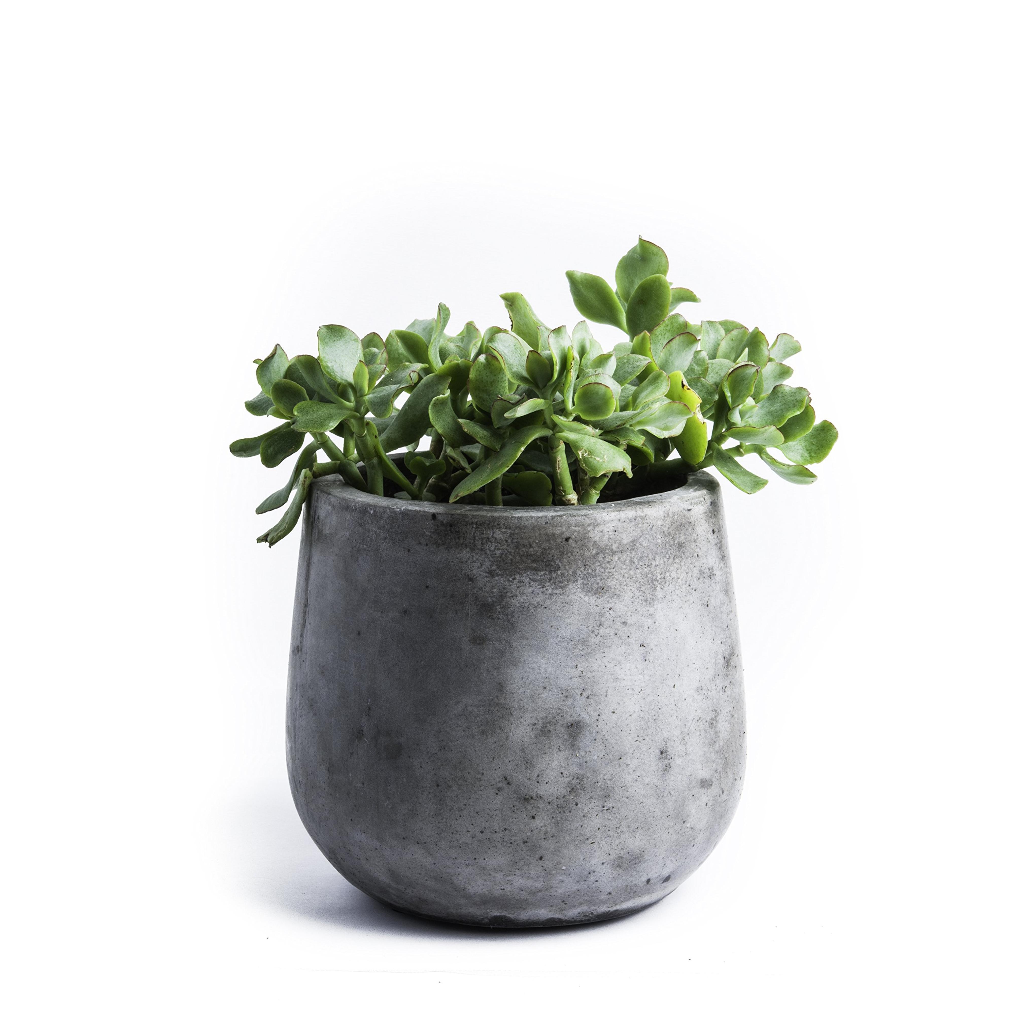 Repose Samai Succulent Planter, Medium