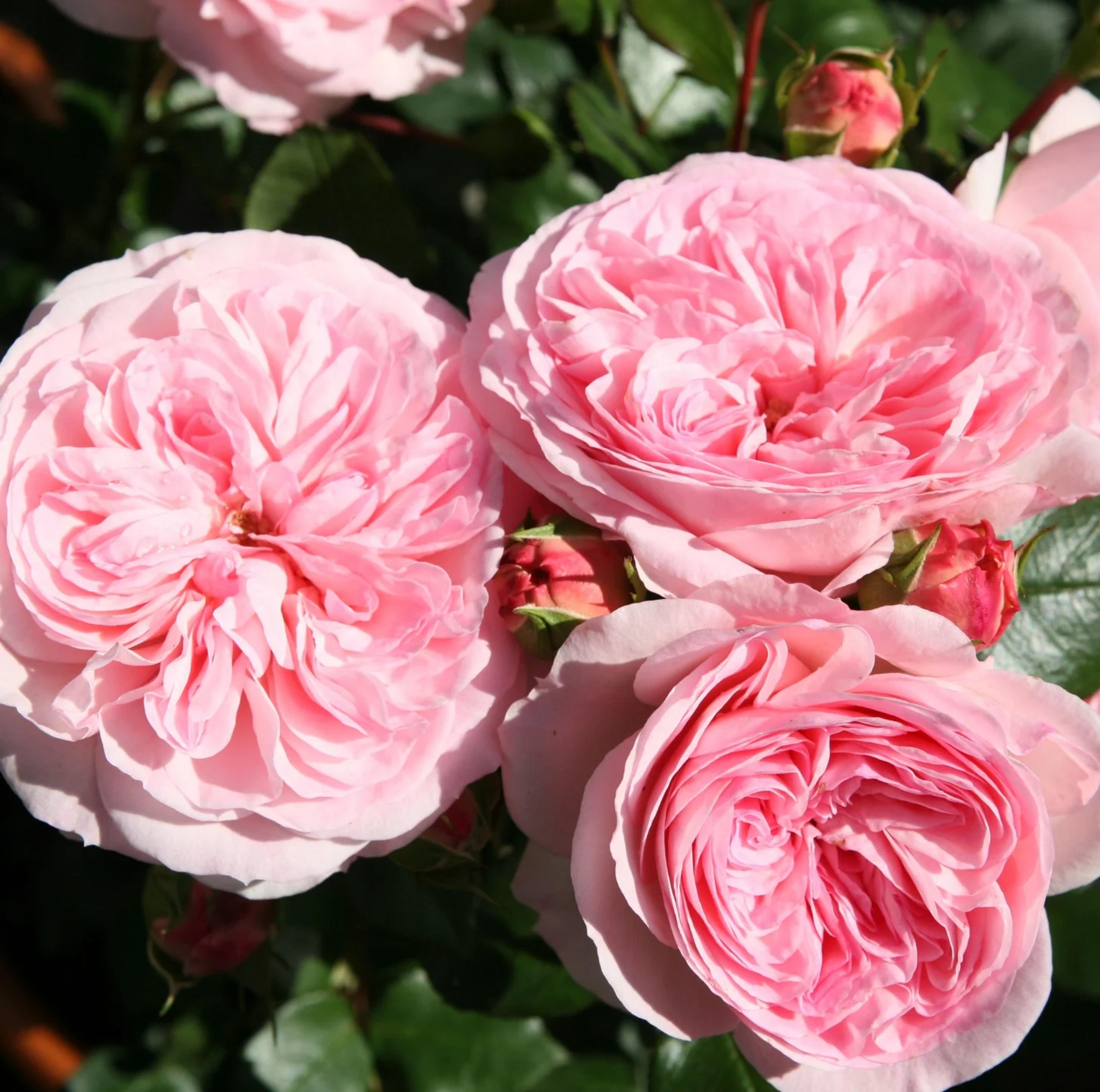 Mariatheresia® Rose Bush | Grace Rose Farm – Grace Rose Farm (Rose Bushes)