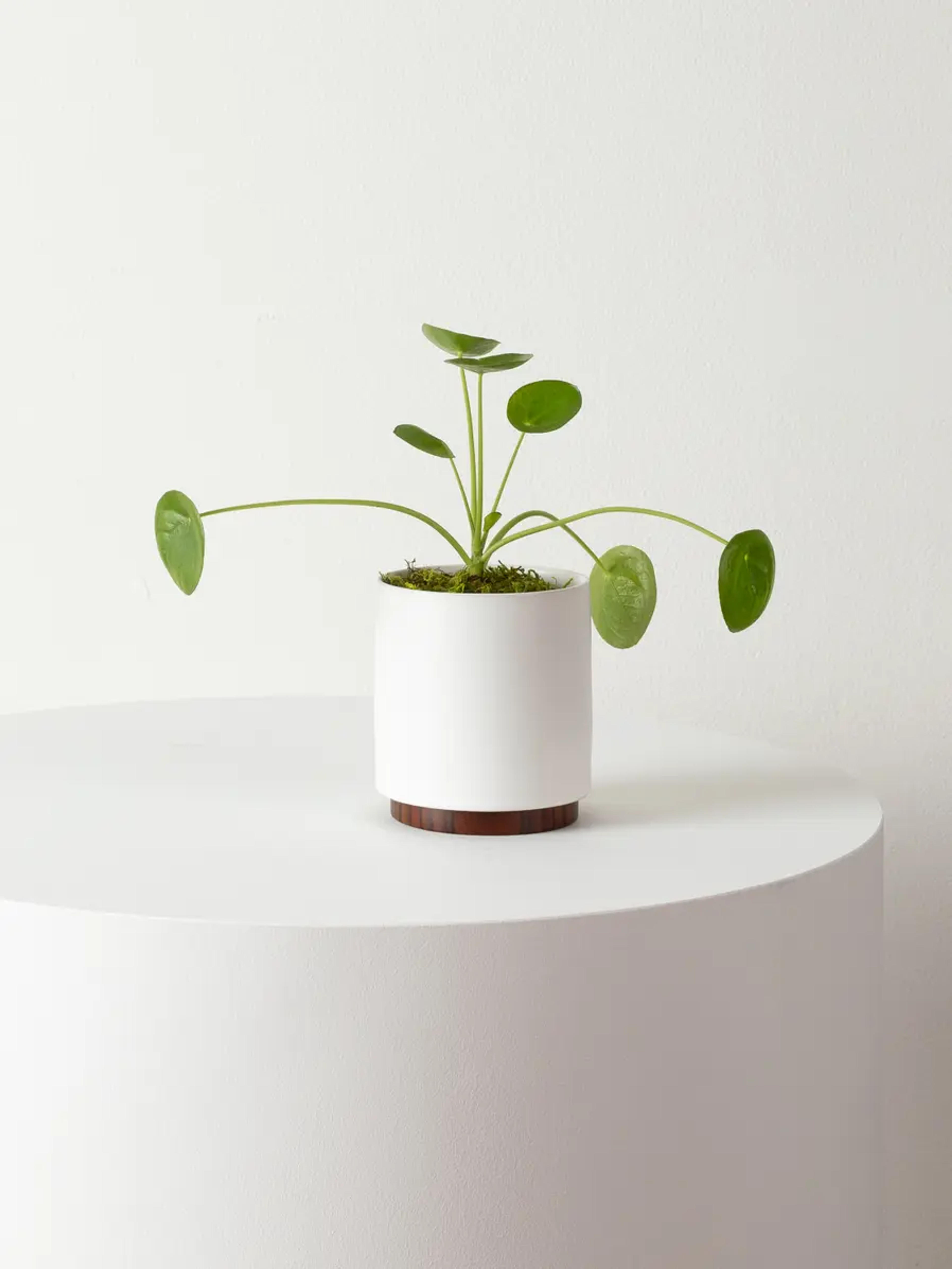 Small Pilea Peperomioides With Mid-Century Pot, potted plant, shipped by Léon & George