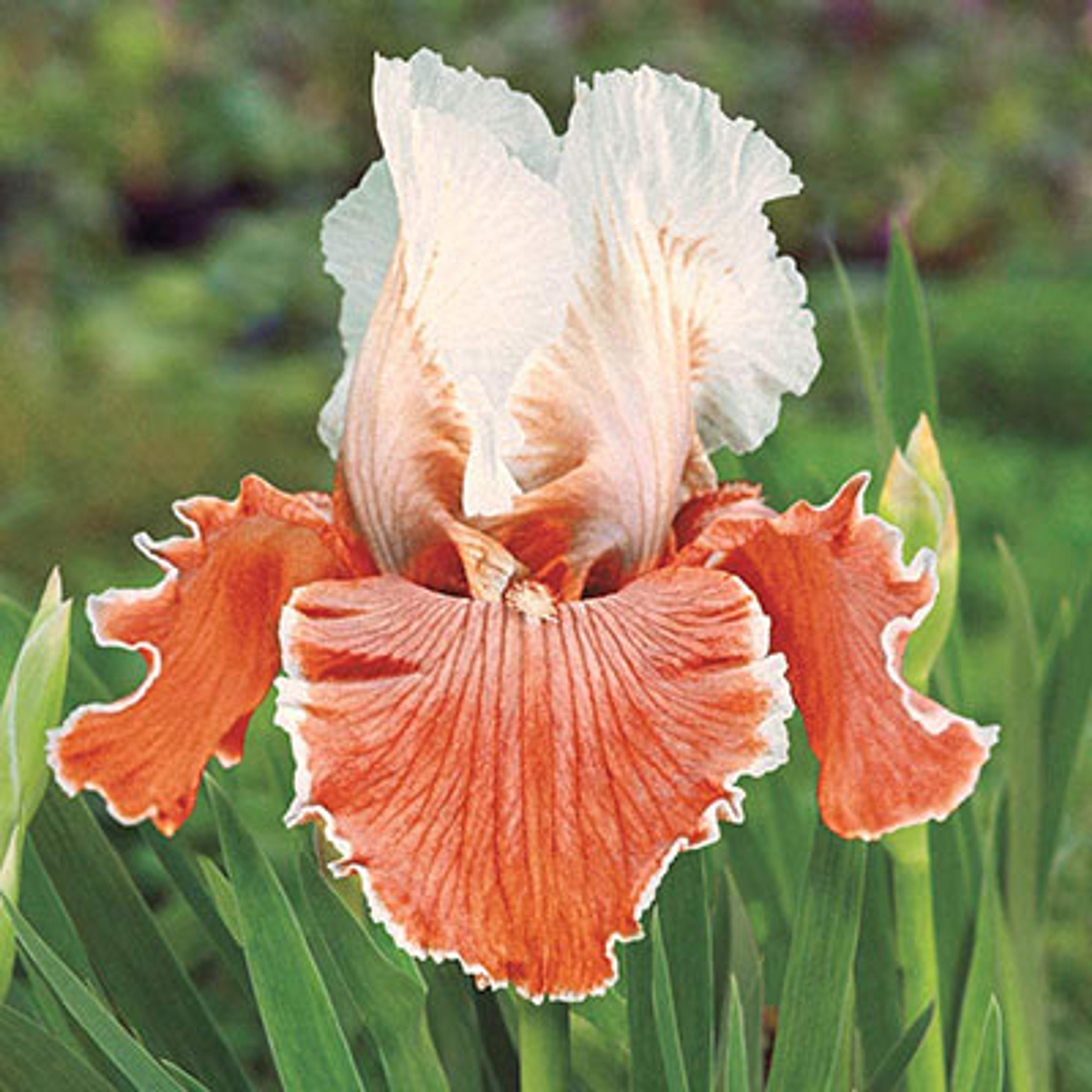 English Charm Reblooming Bearded Iris - Buy Irises | Spring Hill