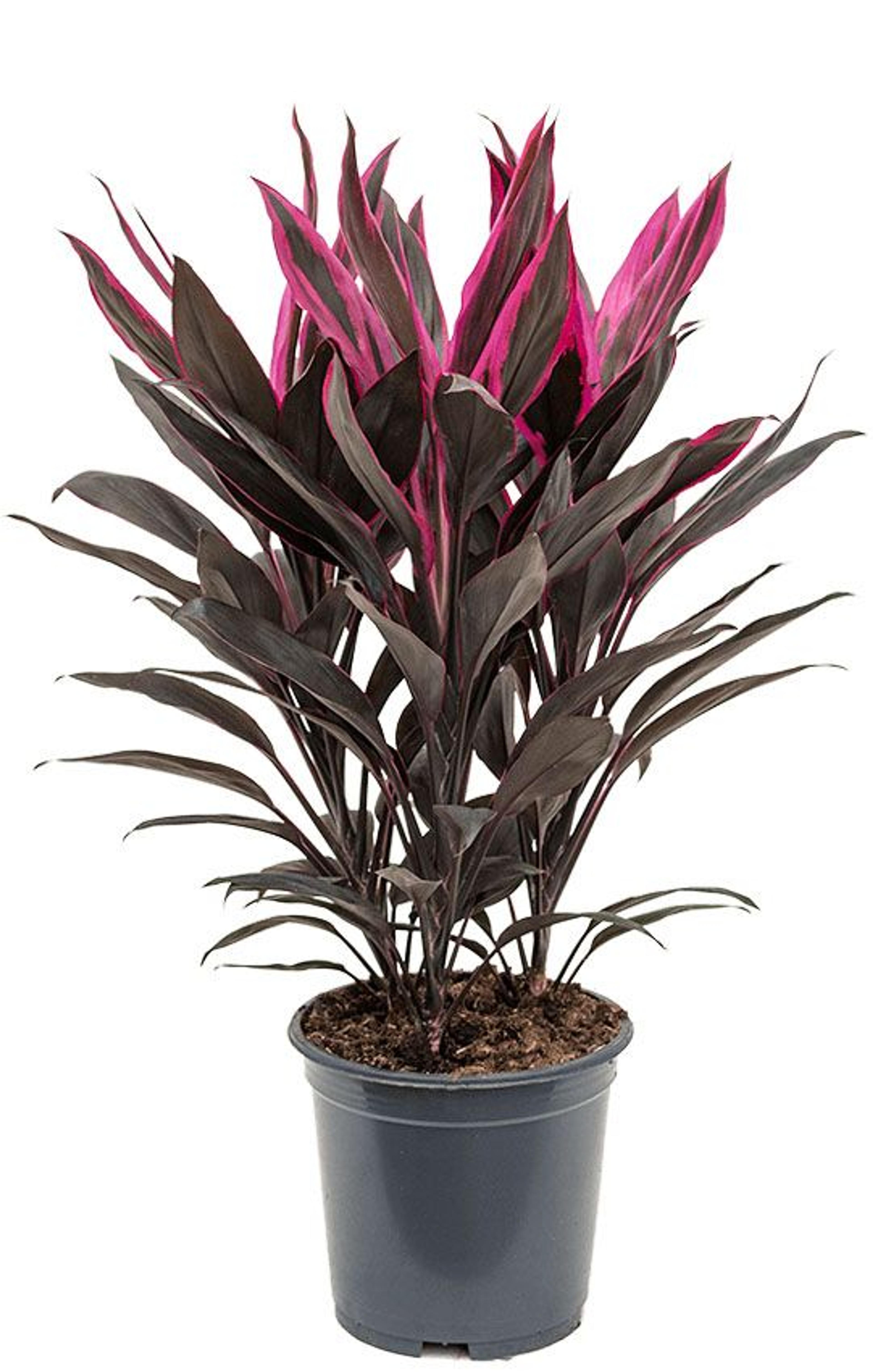 Cordyline tango