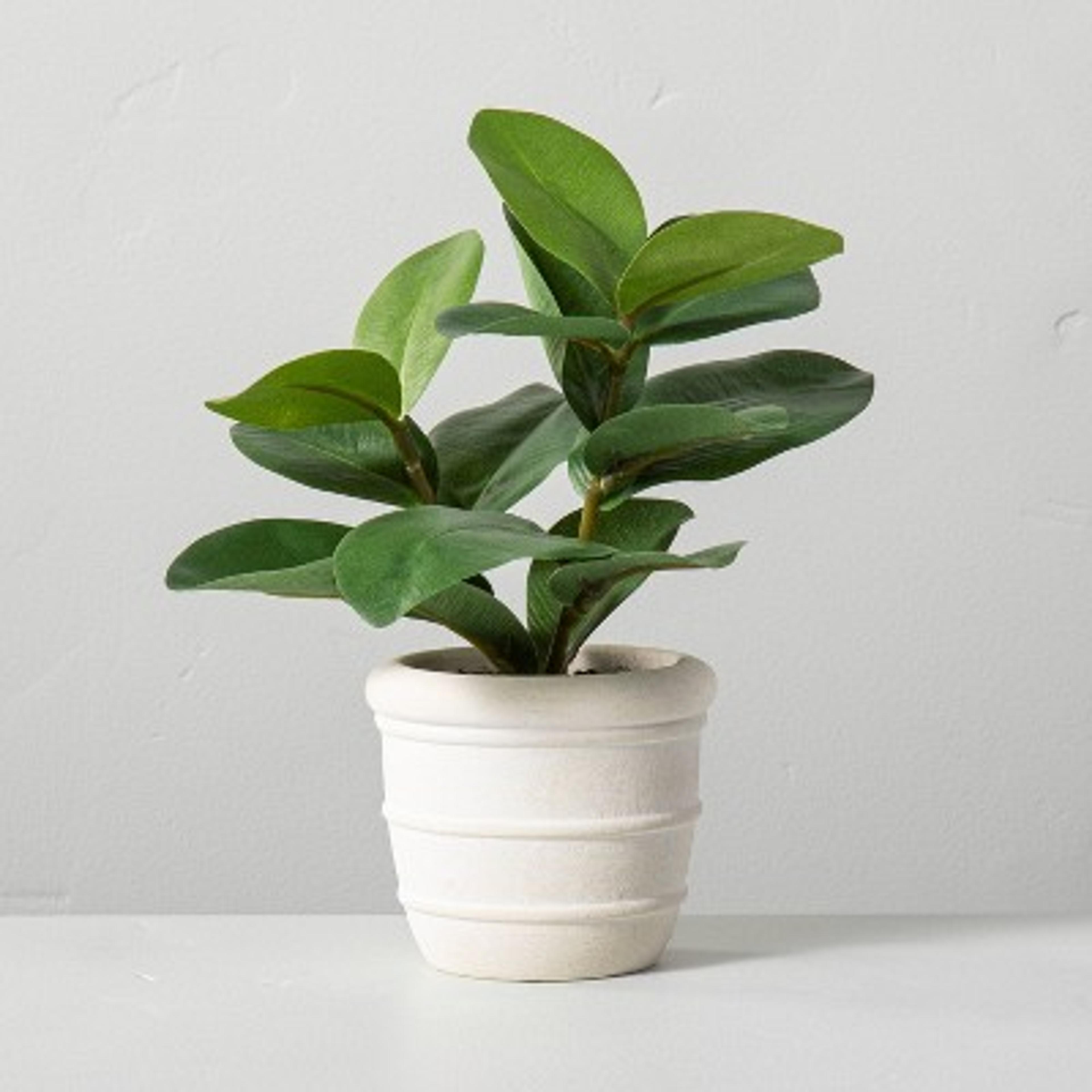 Faux Mini Clusia Rosea Potted Plant - Hearth & Hand™ With Magnolia : Target