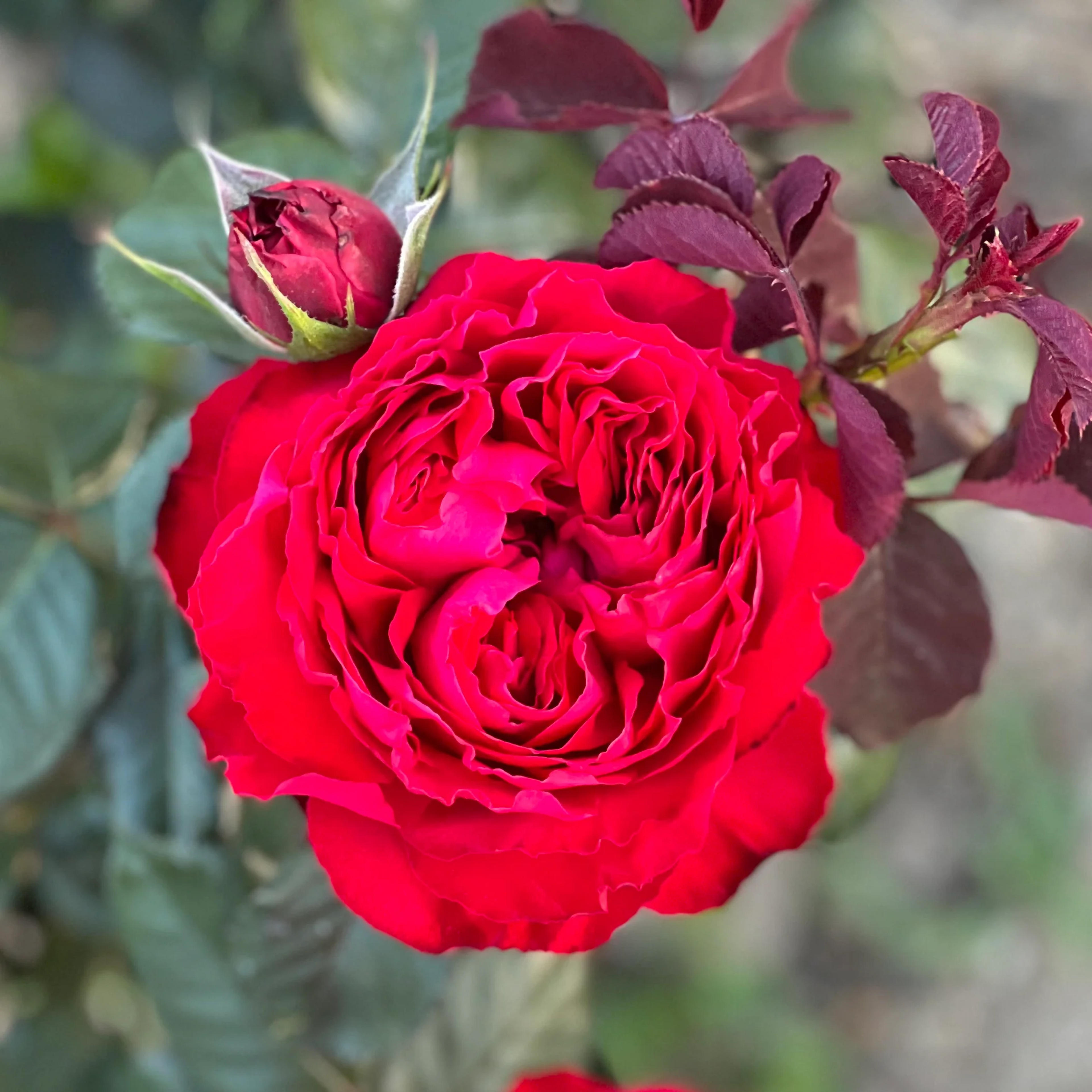Traviata® – Grace Rose Farm (Rose Bushes)