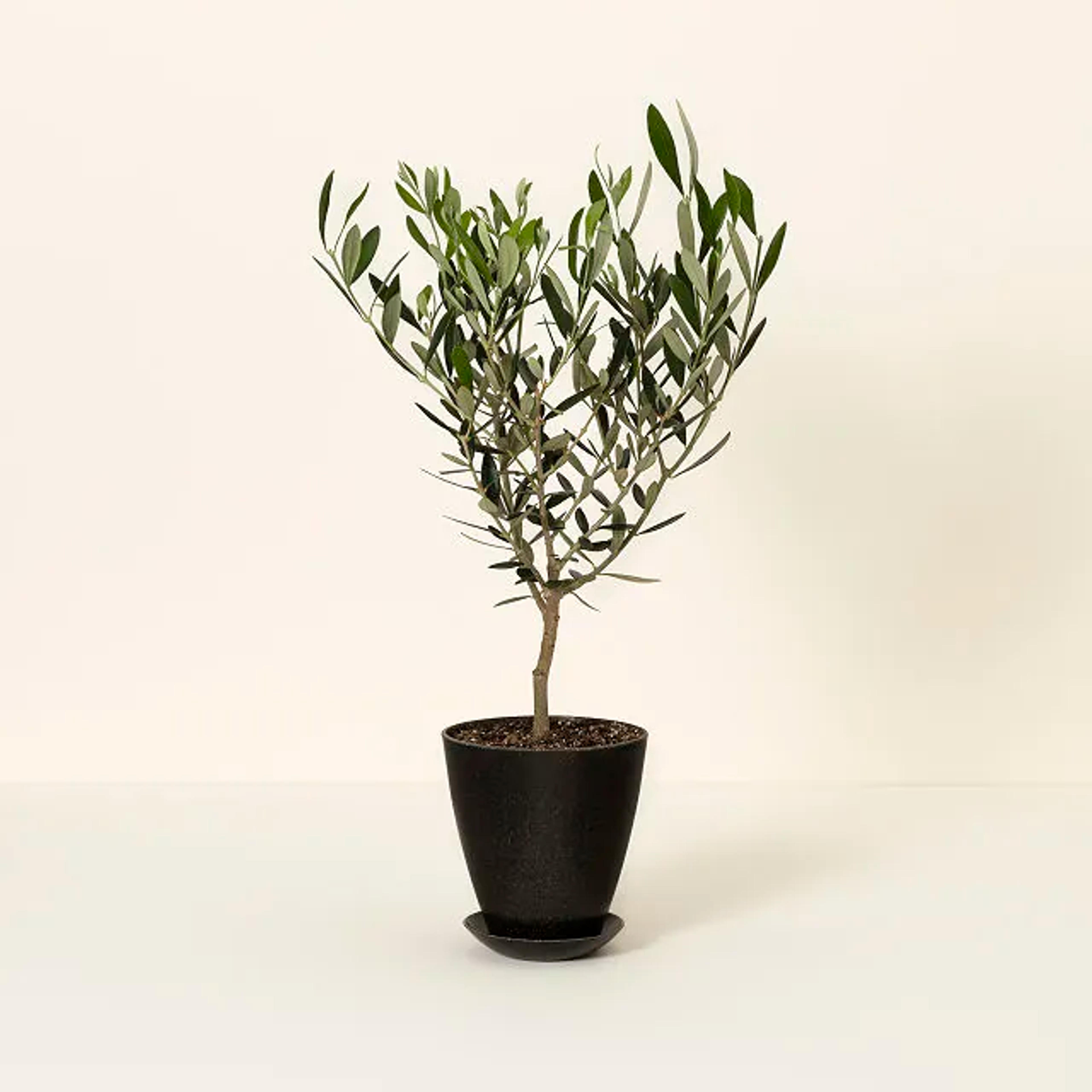 Grow Indoor & Outdoor Olive Tree | Olives | Uncommon Goods