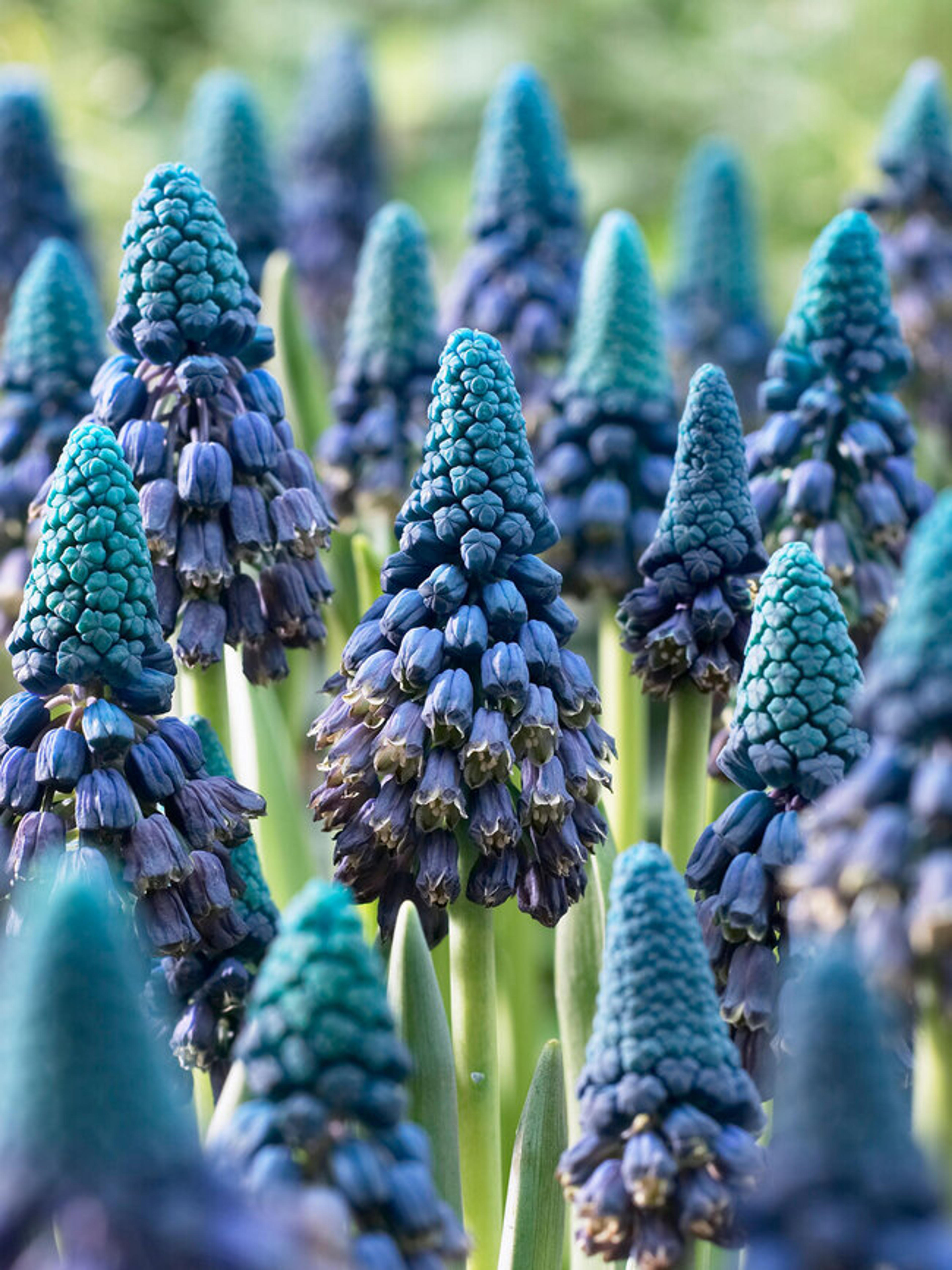 Muscari Paradoxum