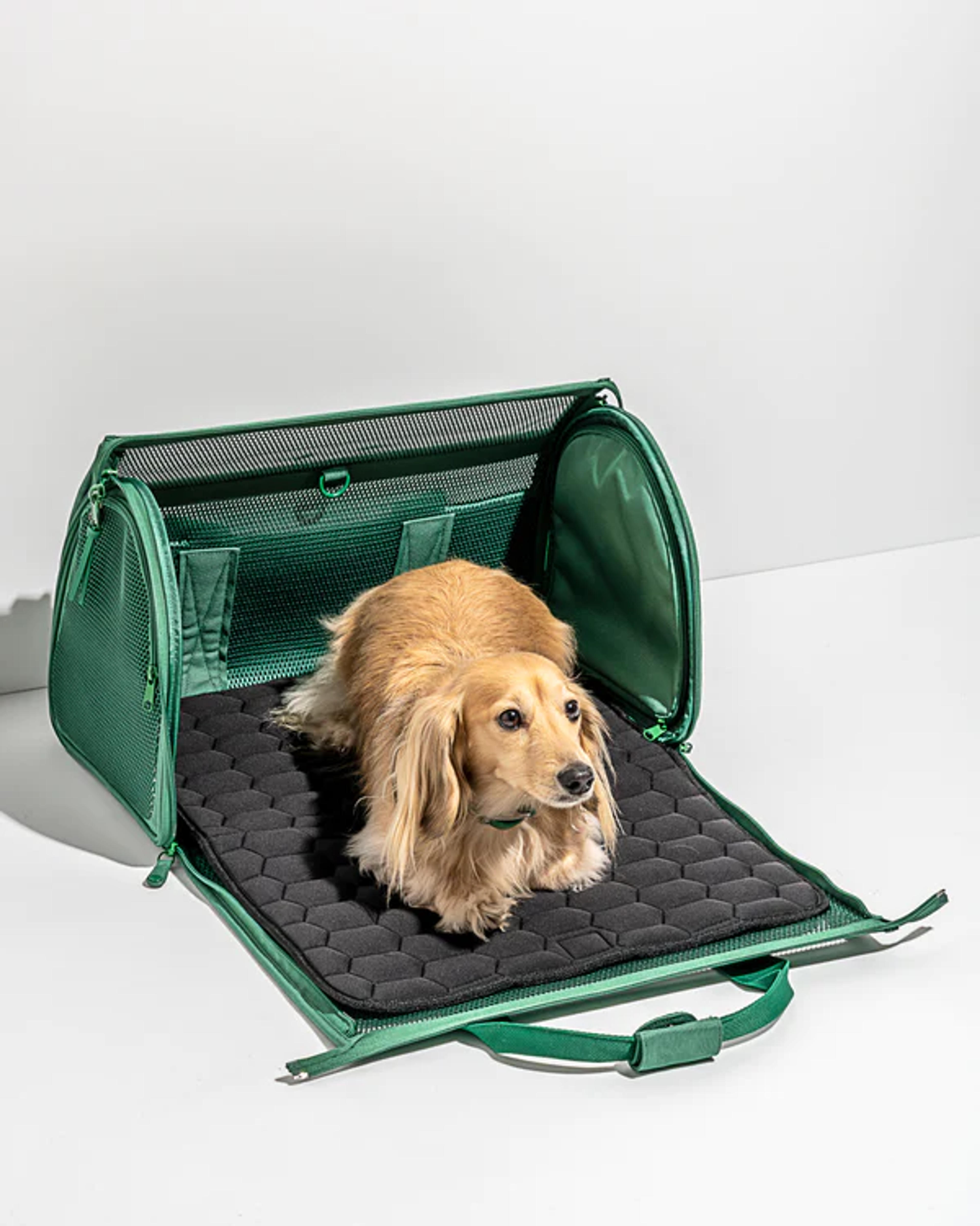 Airline Compliant Pet Carrier | Wild One