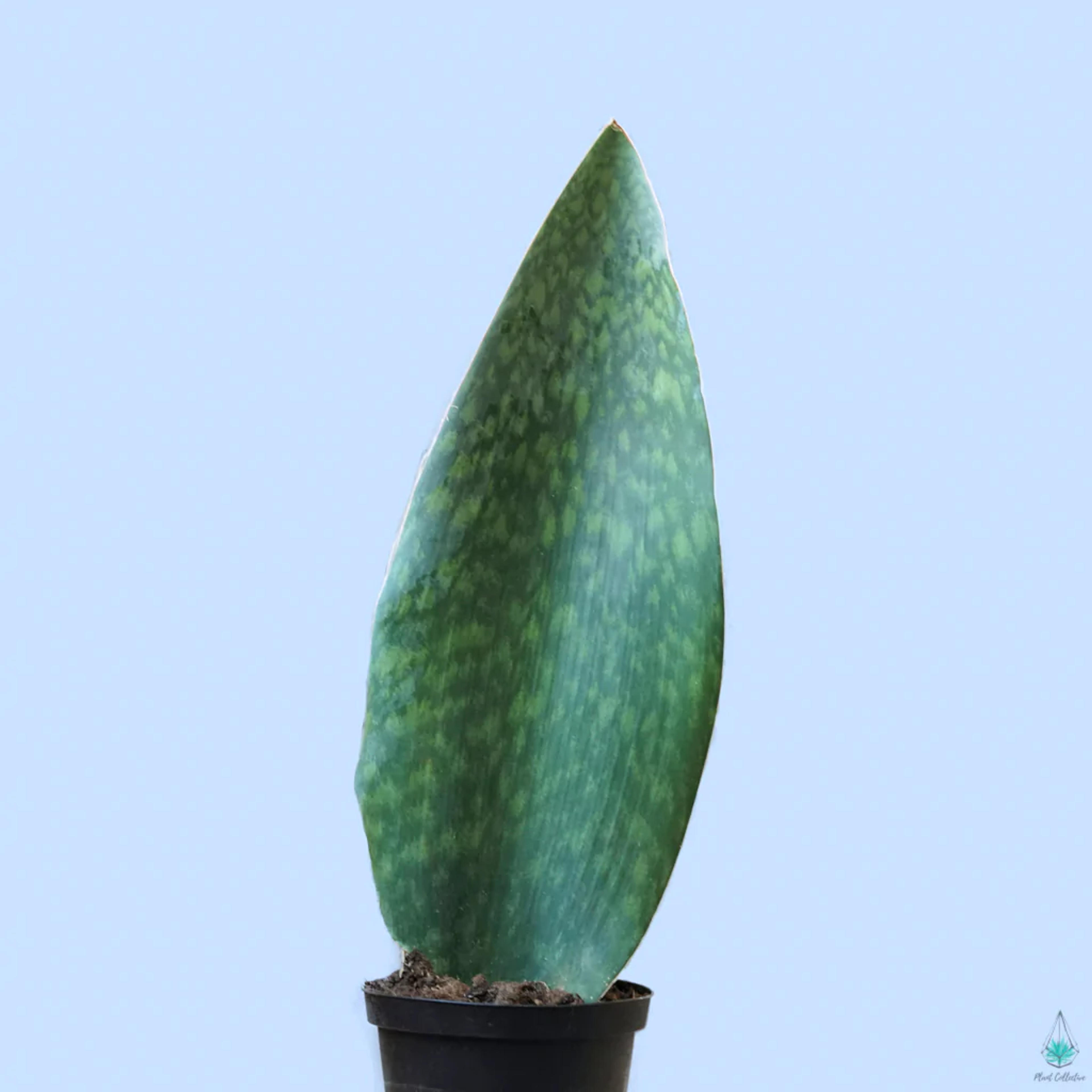 Snake Plant (Whale Fin)