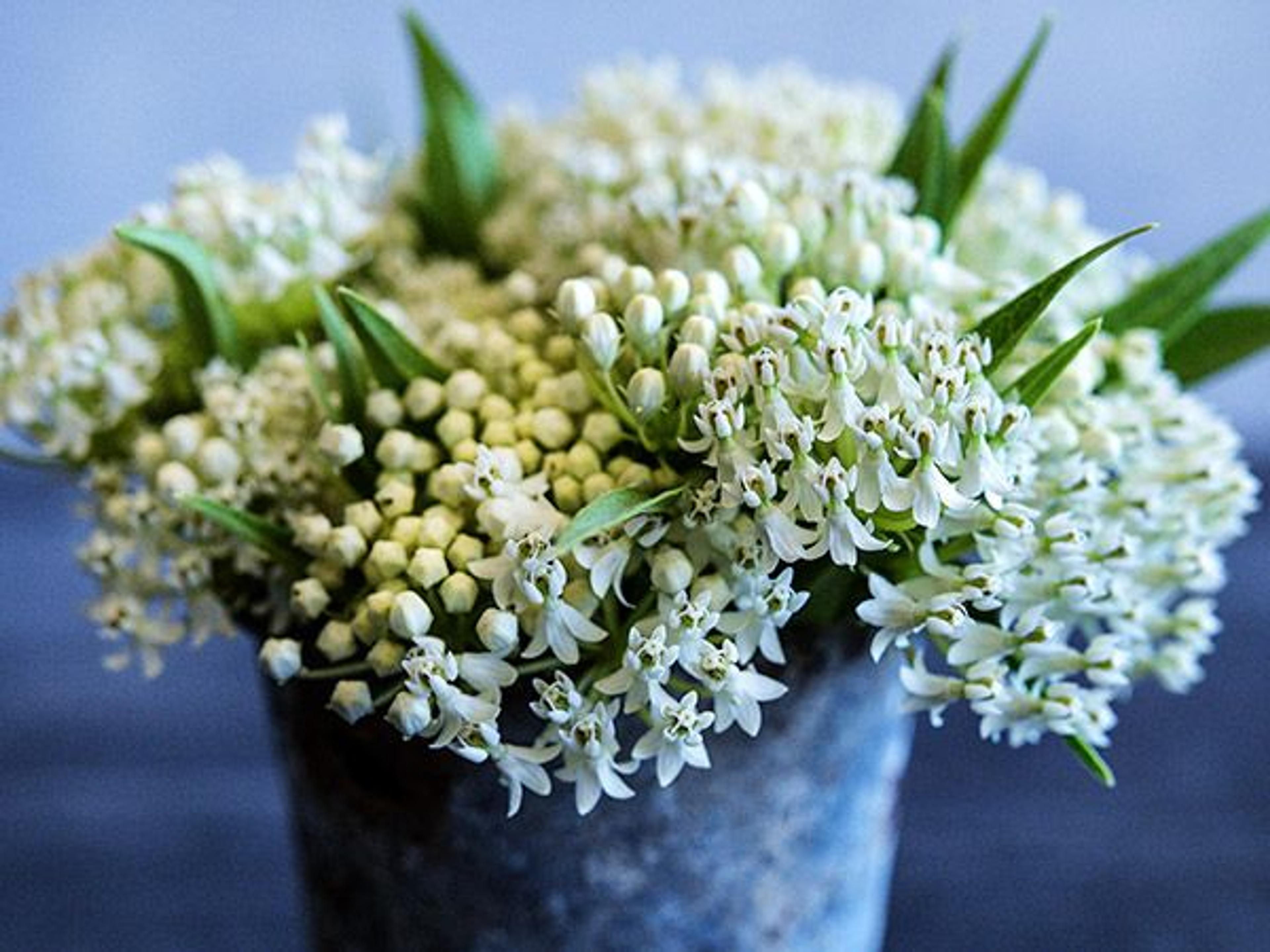 Ice Ballet Milkweed