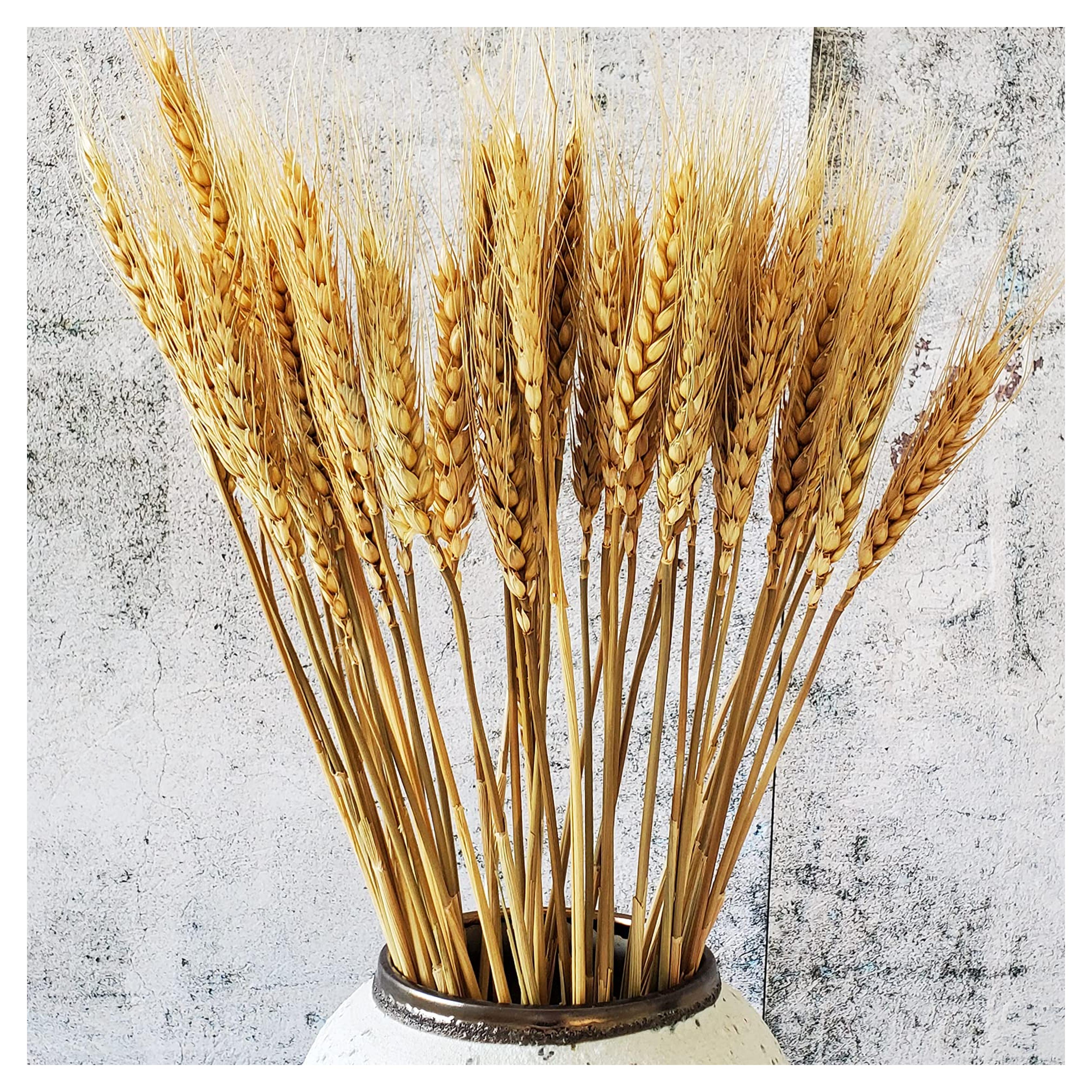 Amazon.com: Natural Dried Wheat Sheaves 100 Stems for Autumn Arrangements DIY Home Decor 17inch : Arts, Crafts & Sewing