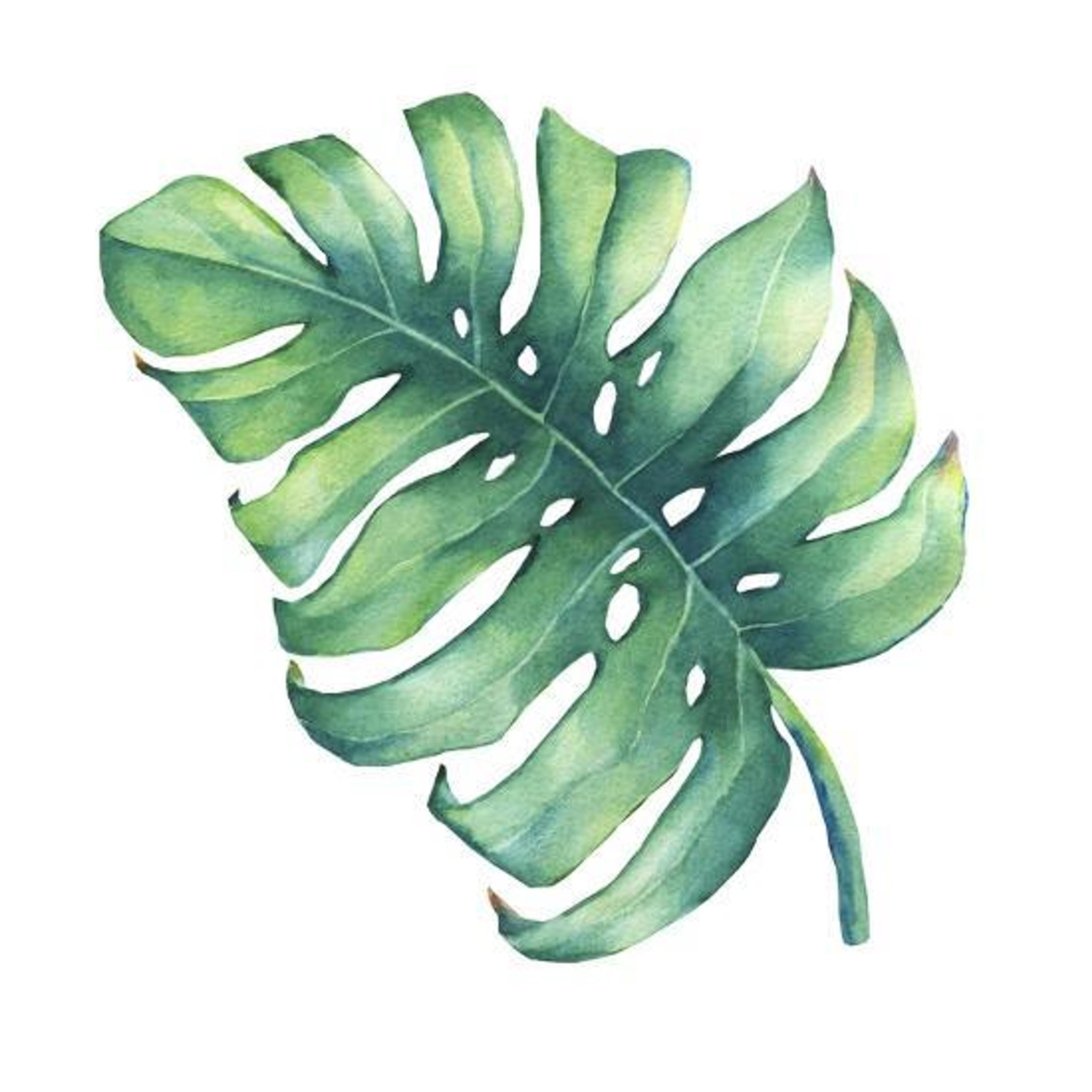 'Big Tropical Green Leaf of Monstera Plant. Hand Drawn Watercolor Painting.' Art Print | Art.com