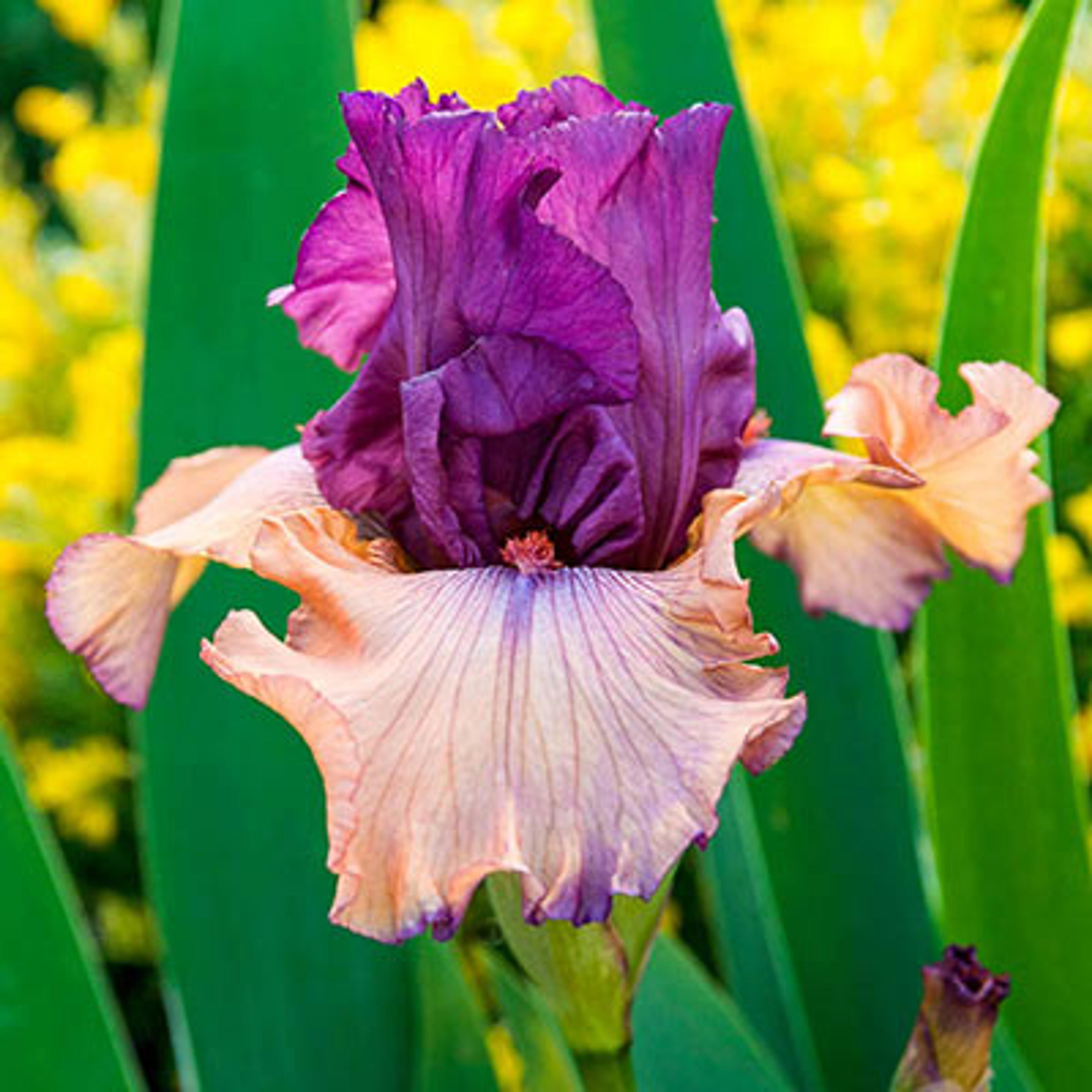 Finishing School German Iris - Shop Irises