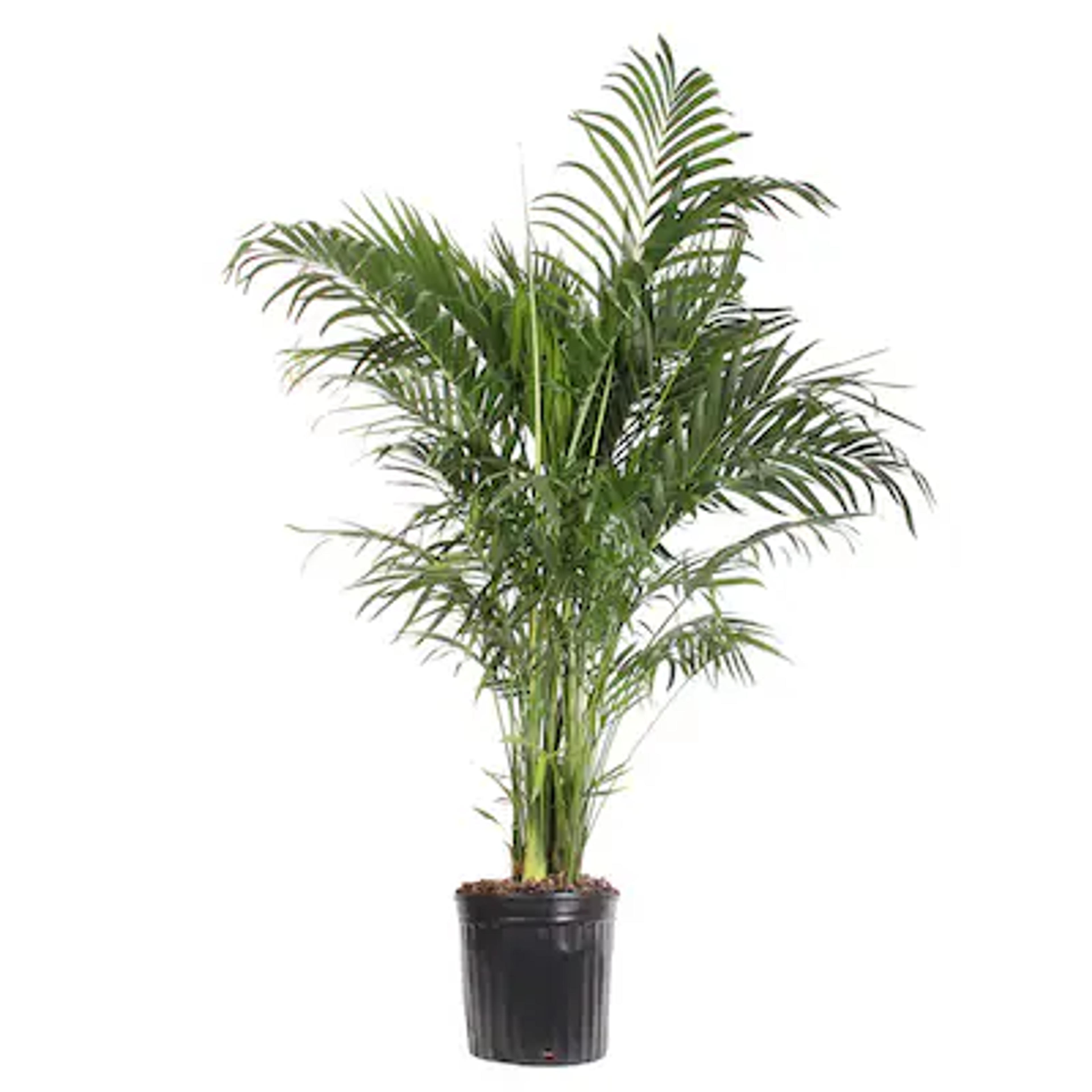 Palm House Plant Lowes.com